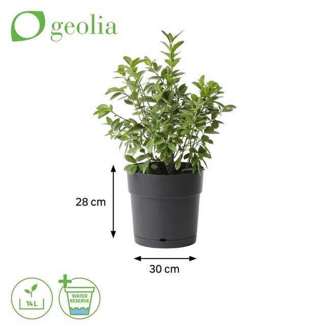 1PZ VASO CLOE con riserva d'acqua Ï cm. 20x19 h col. Grafite 1PZ VASO CLOE con riserva d'acqua Ï cm. 20x19 h col. Grafite