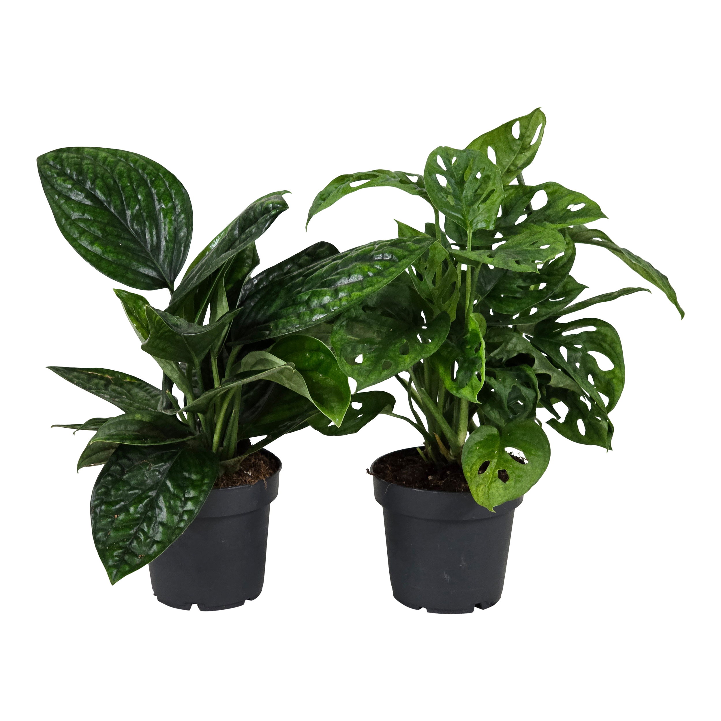Roliny mix: Monstera, Dracena, Scindapsus Pozostae roliny zielone 25 cm  - Leroy Merlin