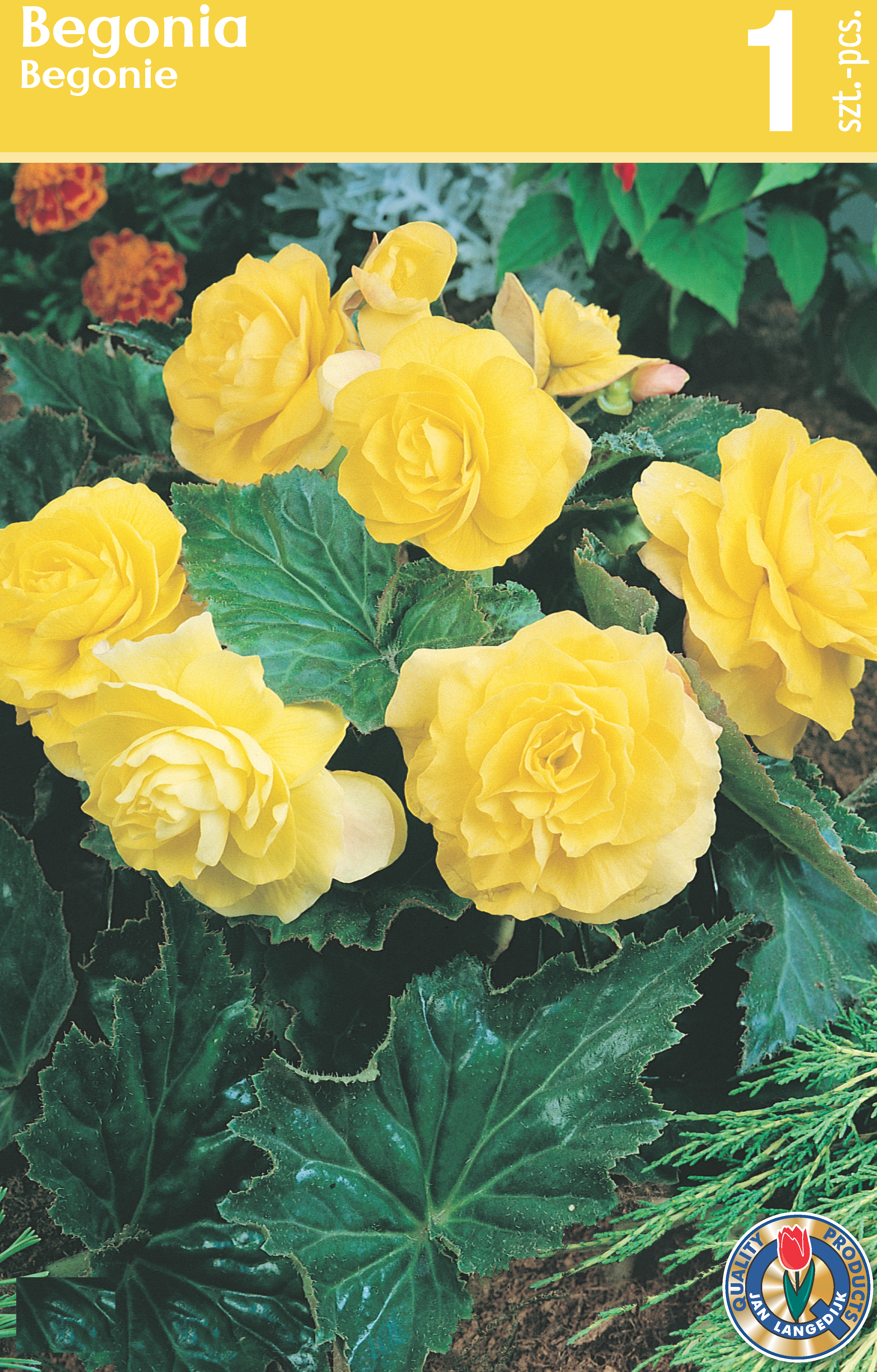 Begonia żółta cebulka kwiatów 1 szt.