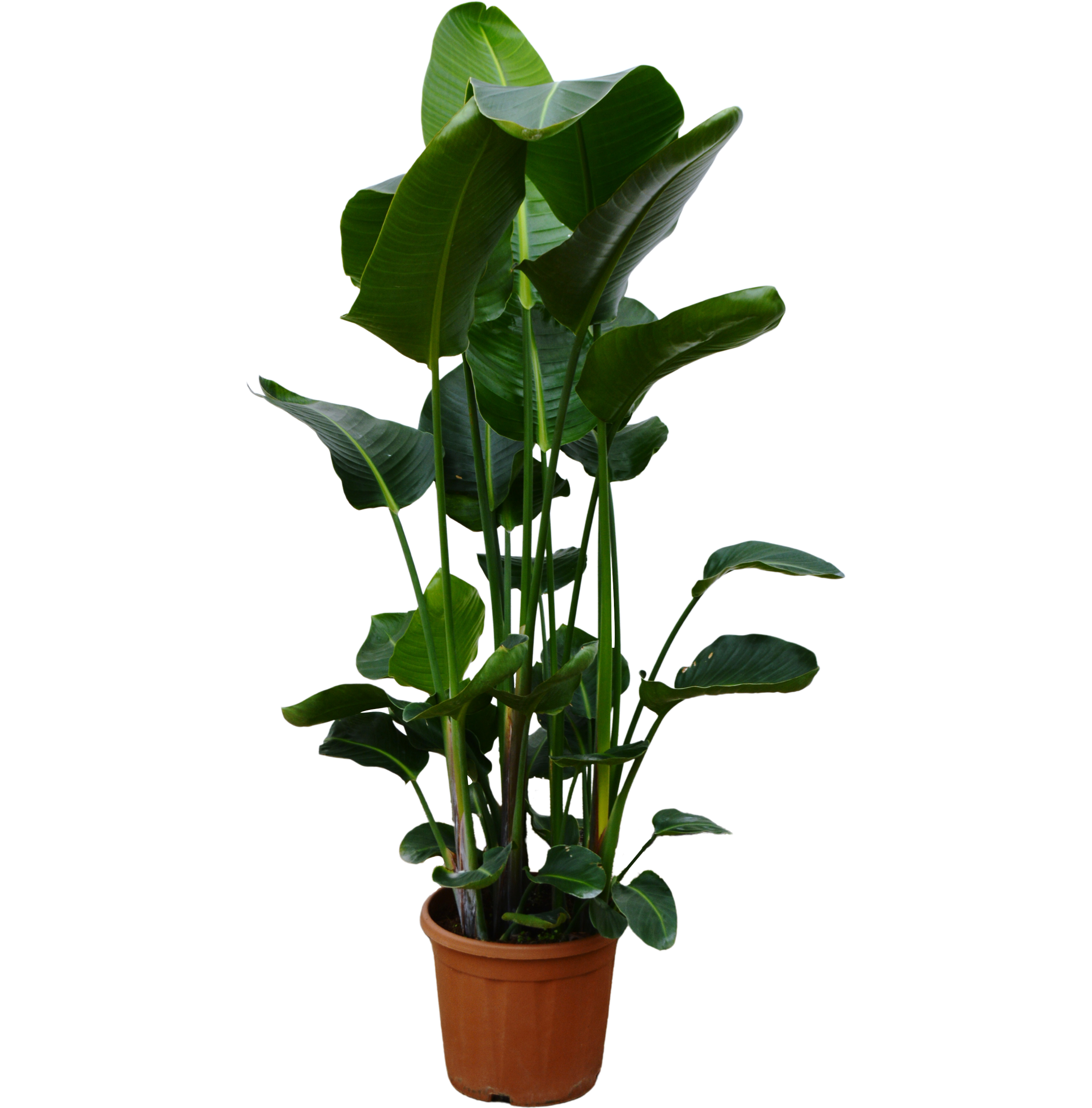 Strelicja Strelizia 180 cm