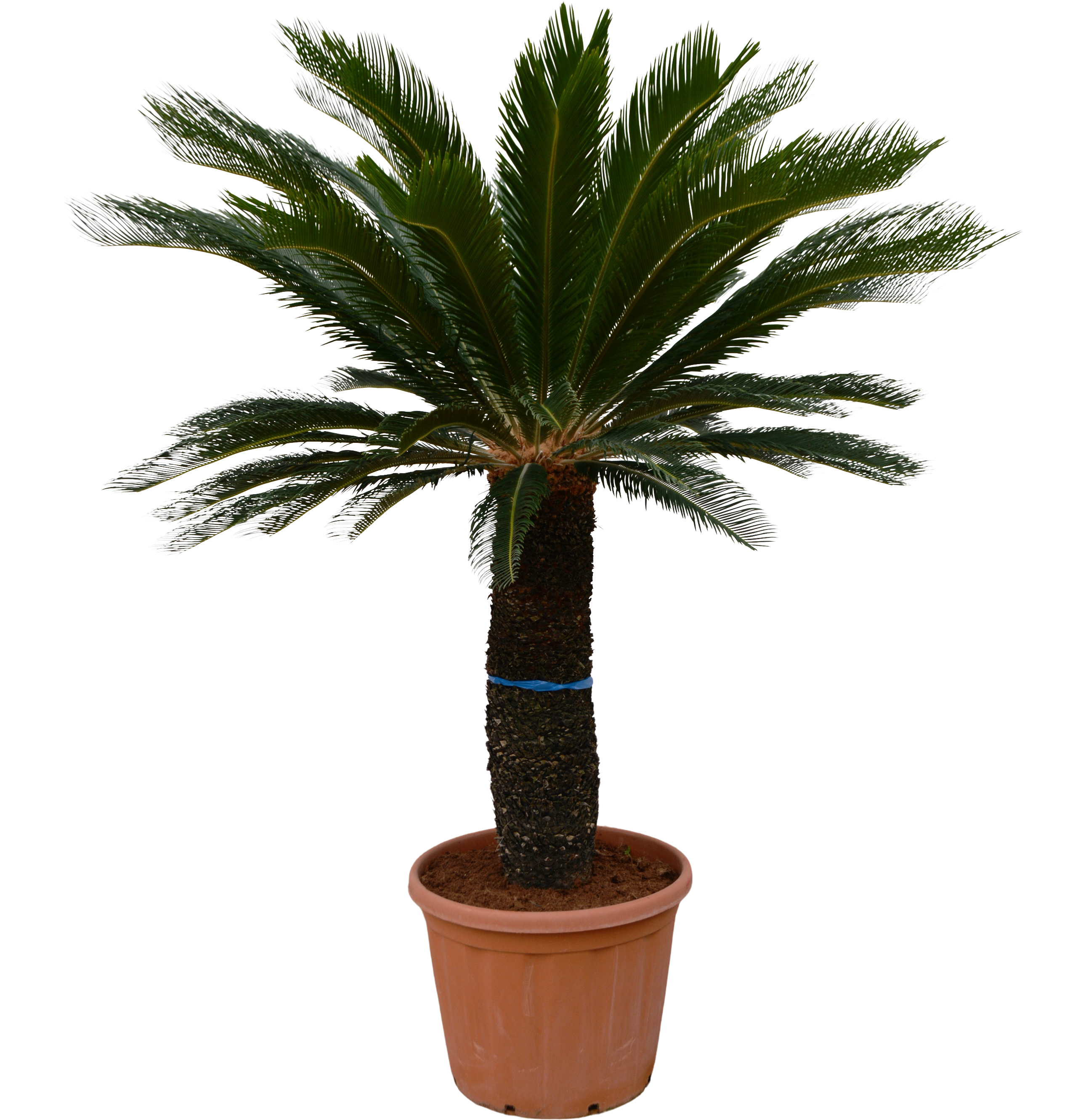 Palma Sagowiec Cycas 200 cm