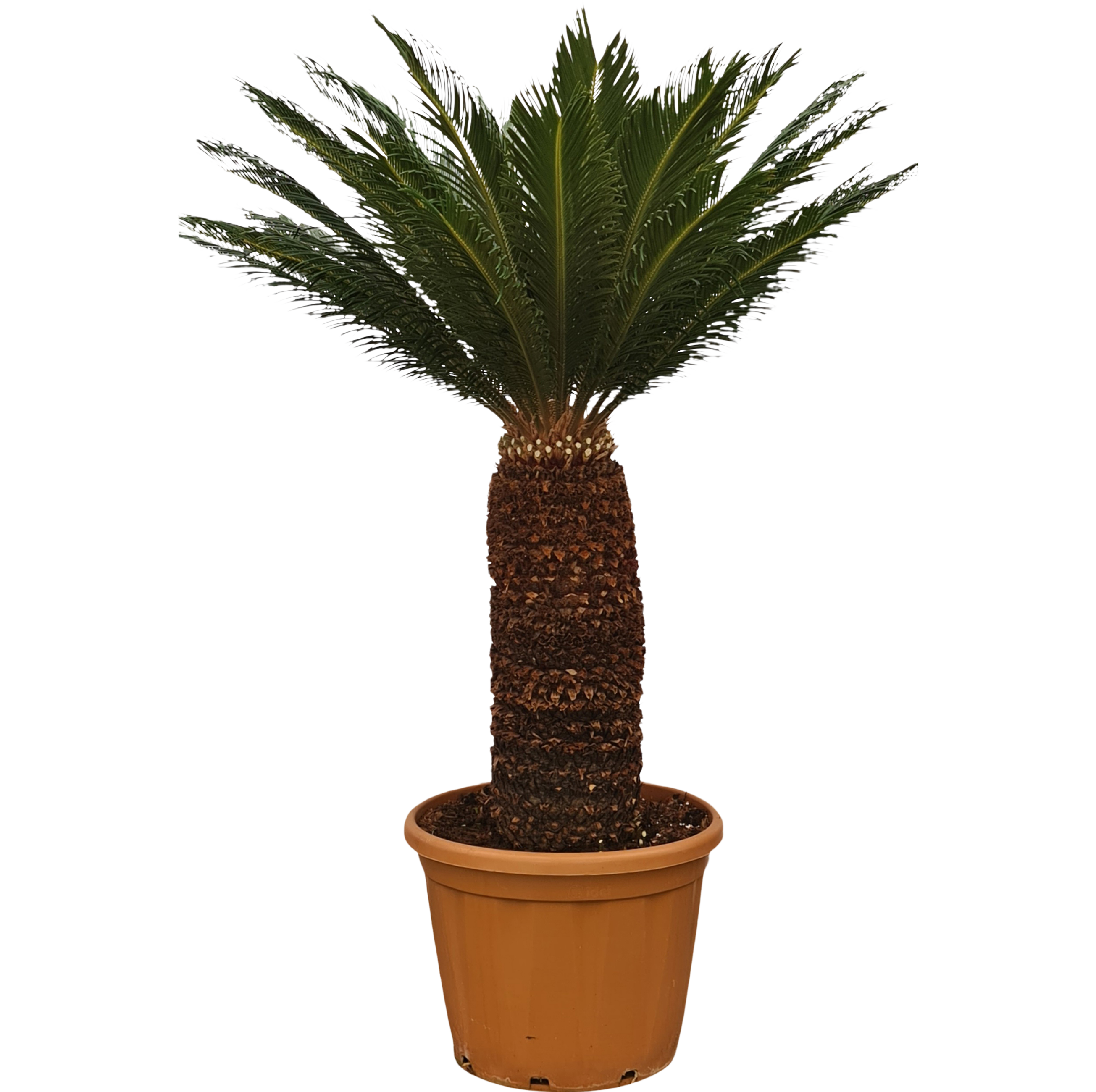 Palma Sagowiec Cycas 180 cm