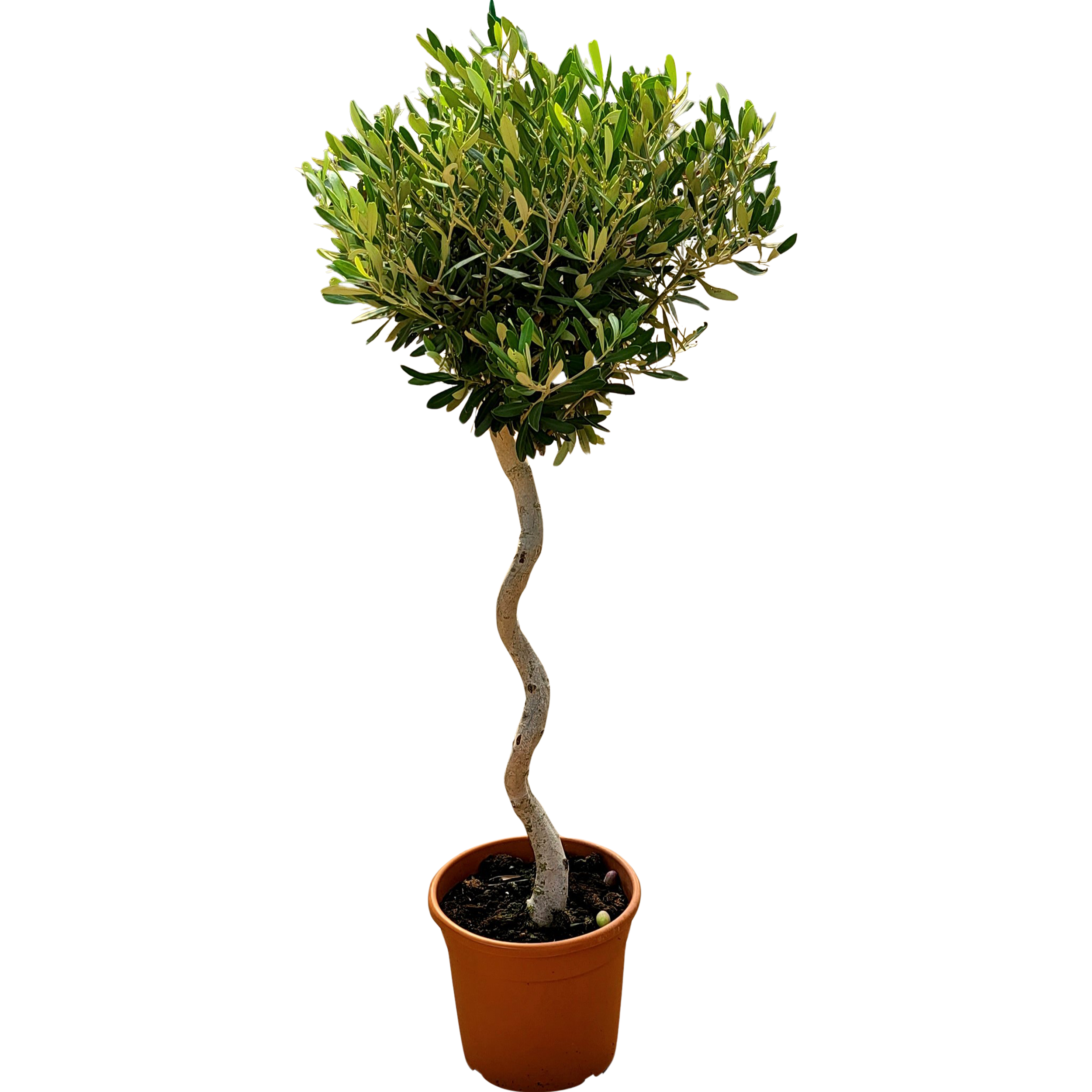 Oliwka europejska Olea europaea 110 cm
