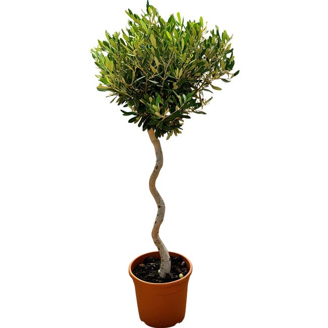Oliwka europejska olea europaea 110 cm 99011200