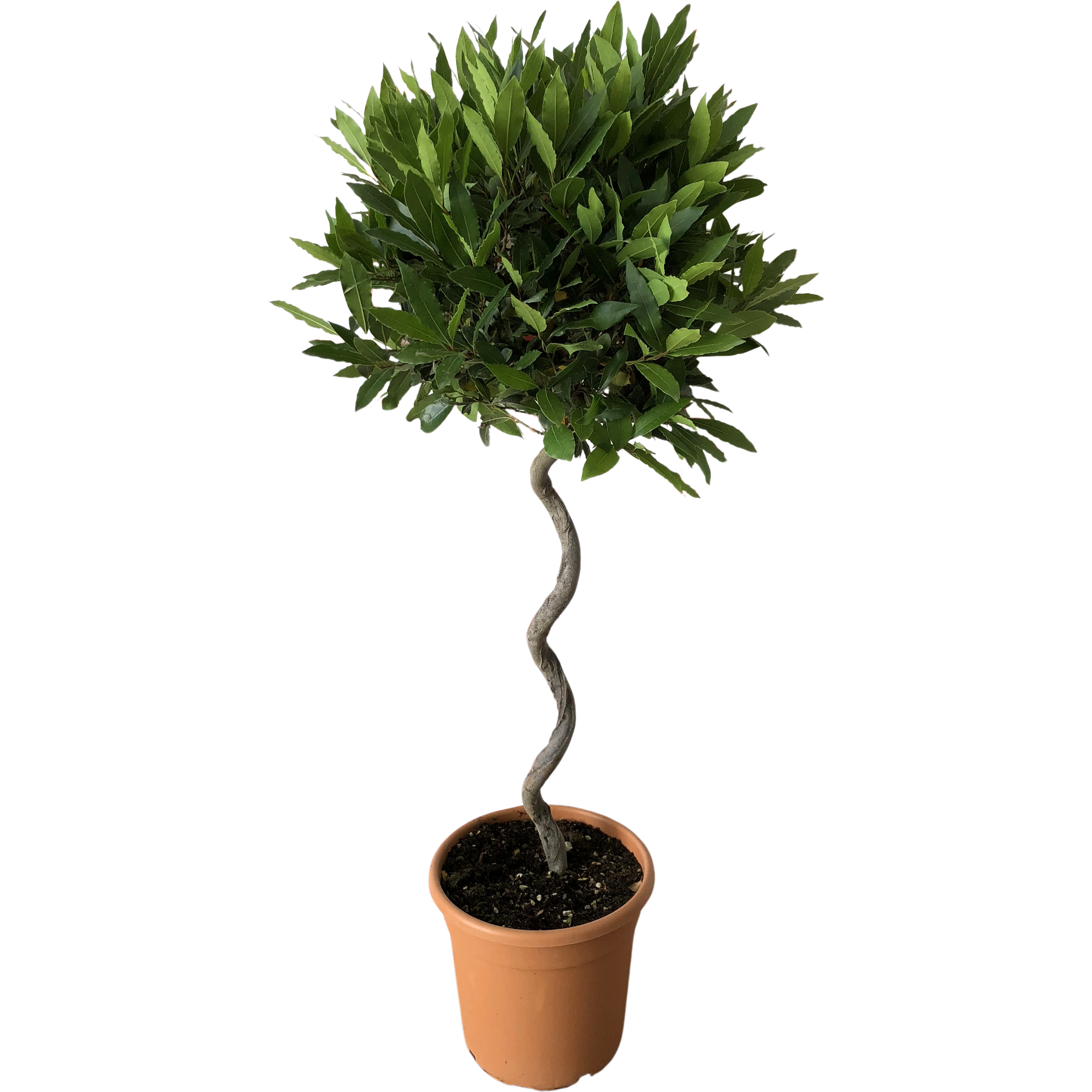 Wawrzyn szlachetny Laurus nobilis 110 cm
