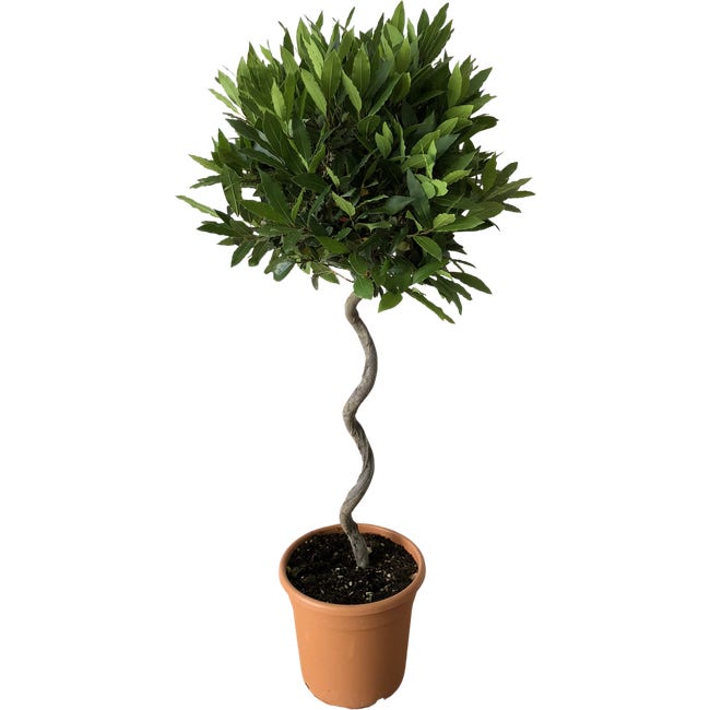 Wawrzyn szlachetny laurus nobilis 110 cm 99011199
