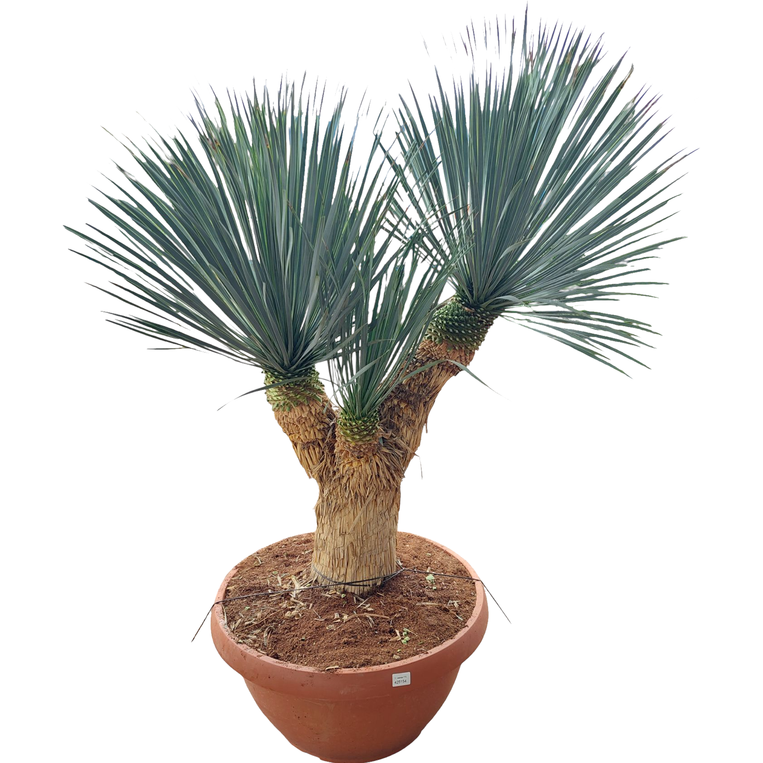 Juka rostrata Yucca rostrata 160 cm