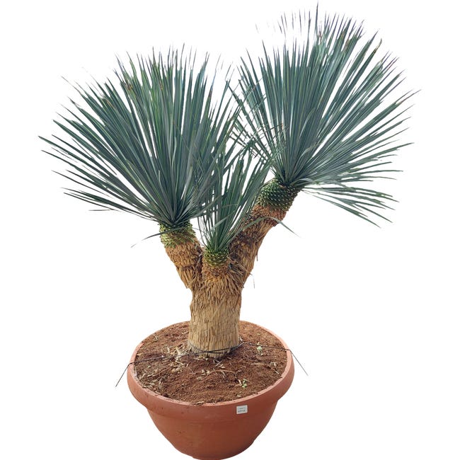 Juka rostrata yucca rostrata 160 cm 99011208