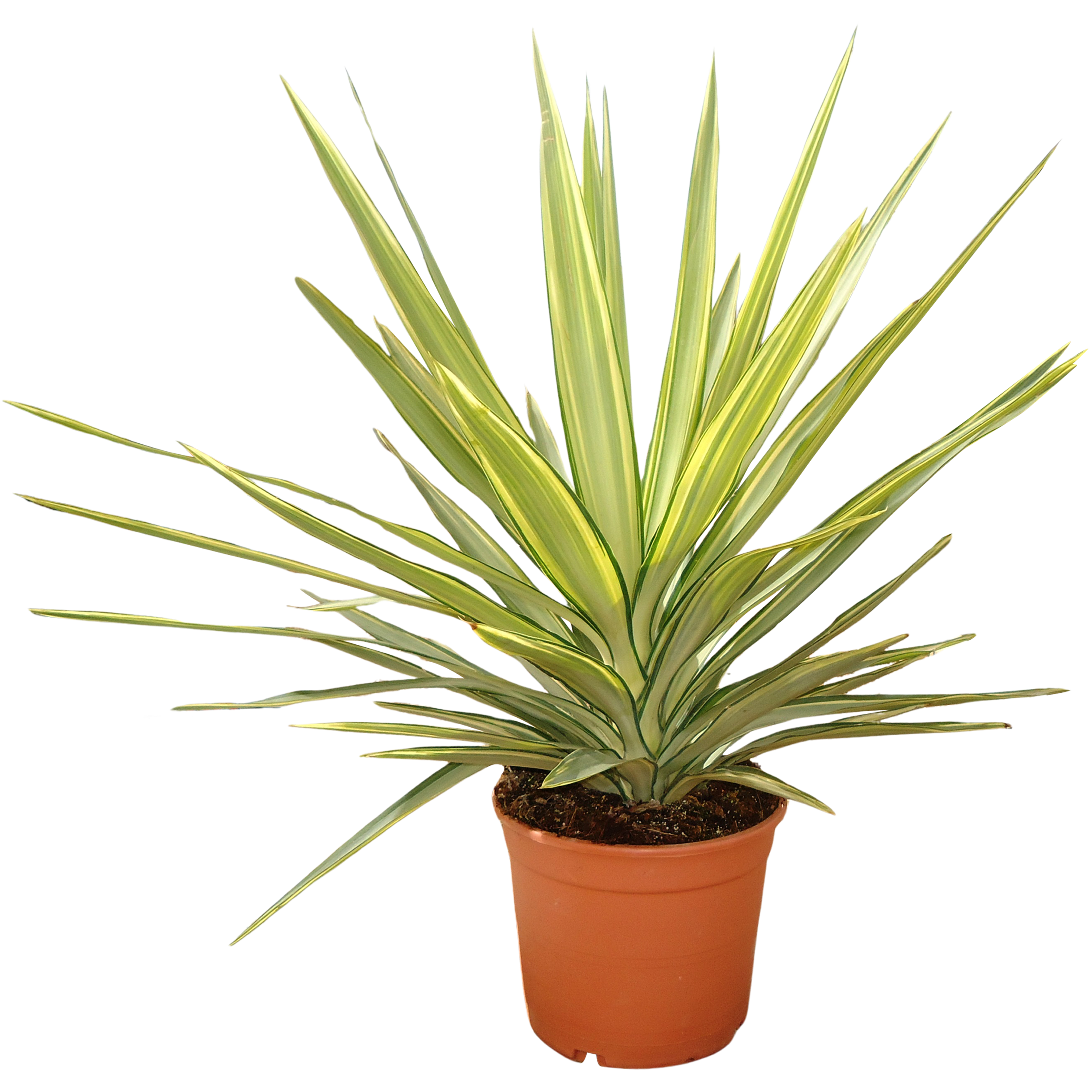 Juka gwatemalska Yucca elephantipes 50 cm