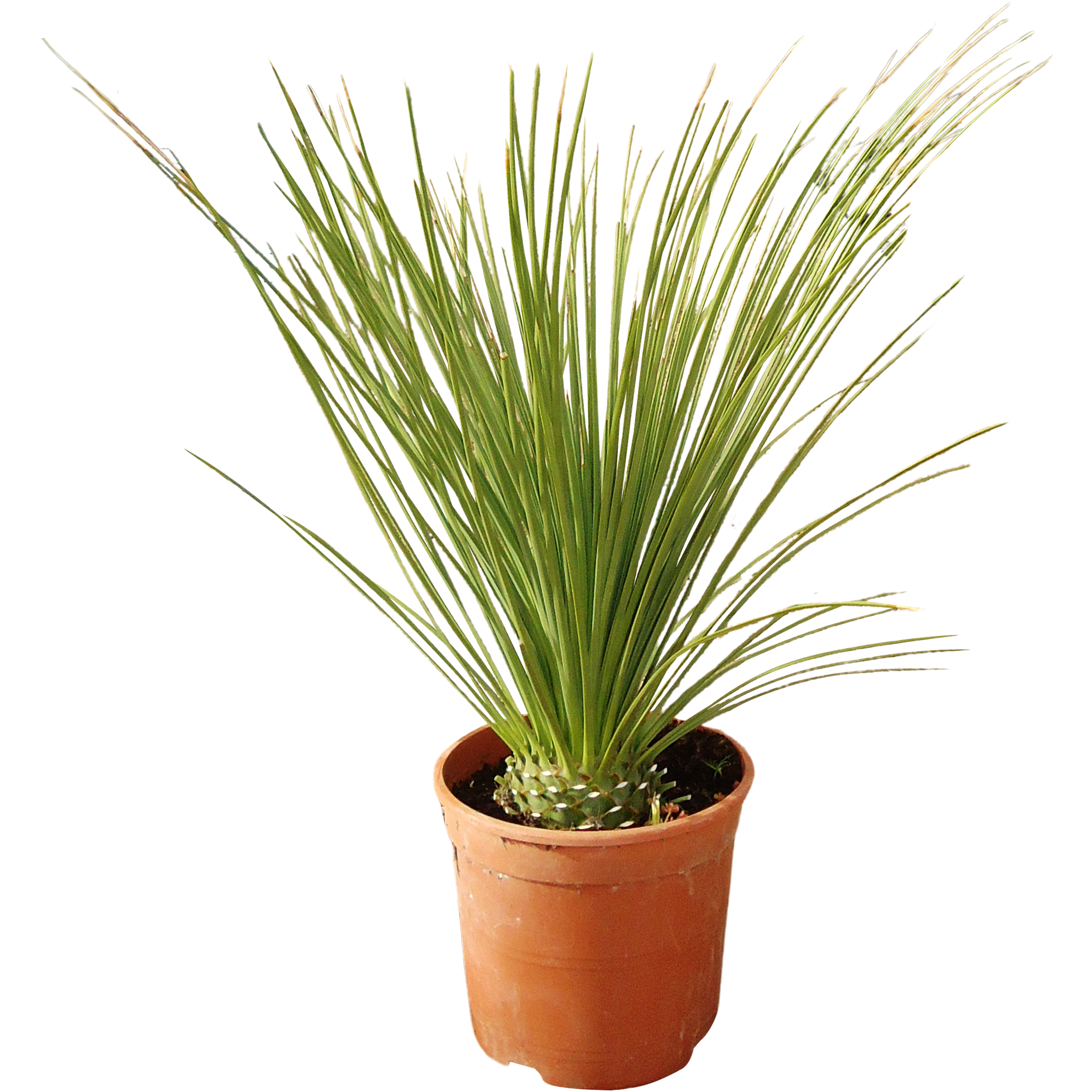 Palma Wachlica długa Dasylirion longissimum 45 cm