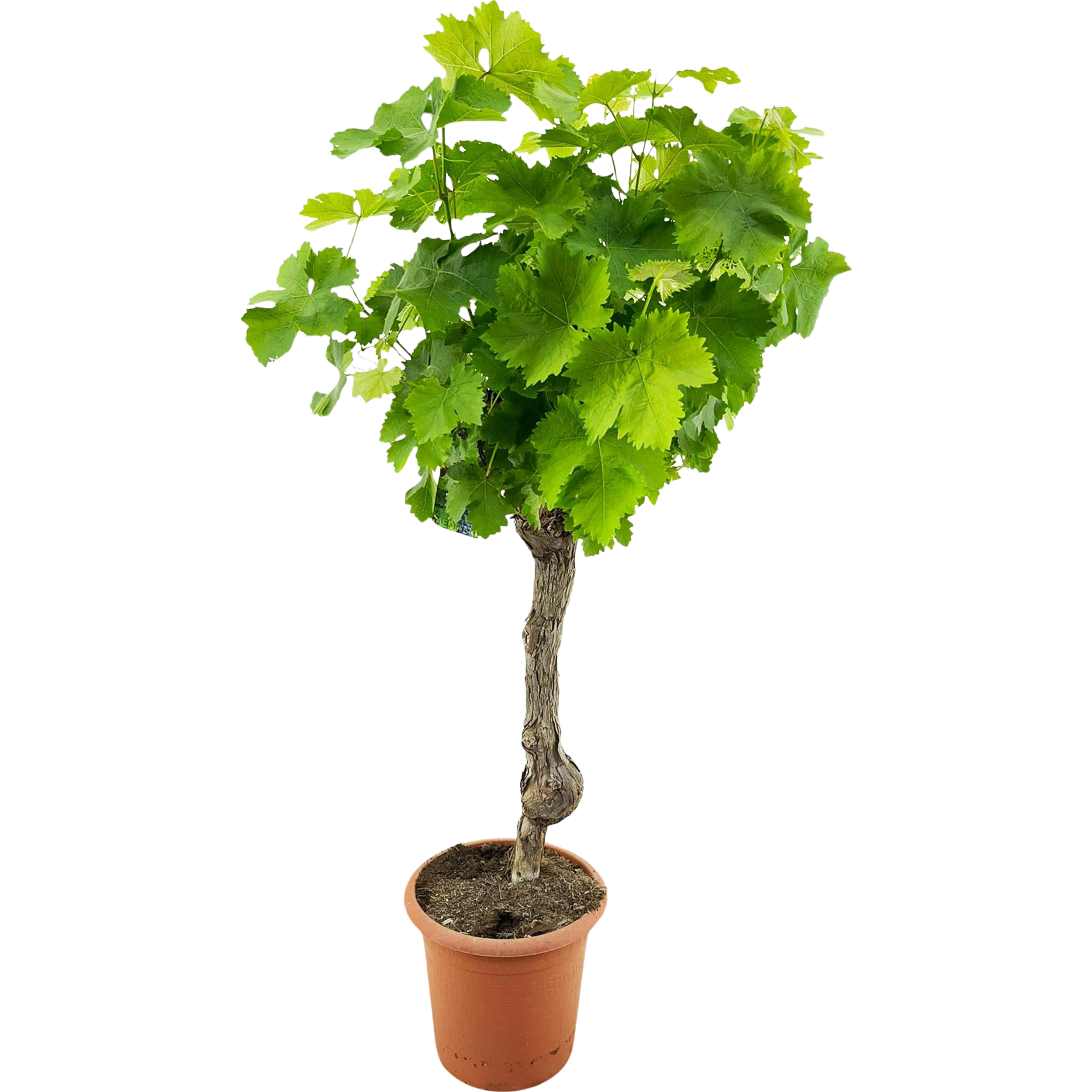 Winorośl właściwa Vitis vinifera 60 cm