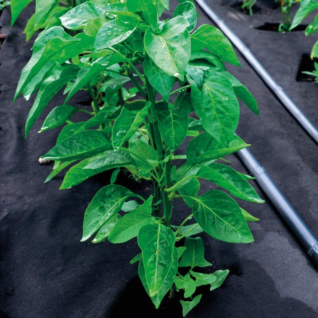 Telo pacciamatura TENAX tnt nero L 10 x L 1 m