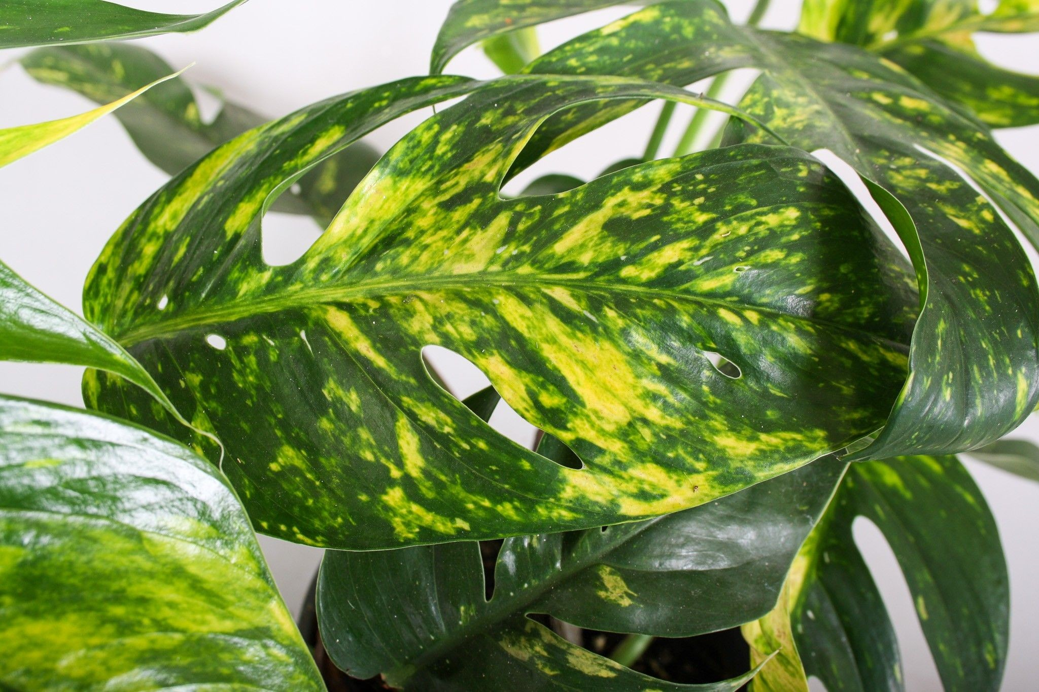 Epipremnum pinnatum Cintho Goldfinger 30-40 cm - 2