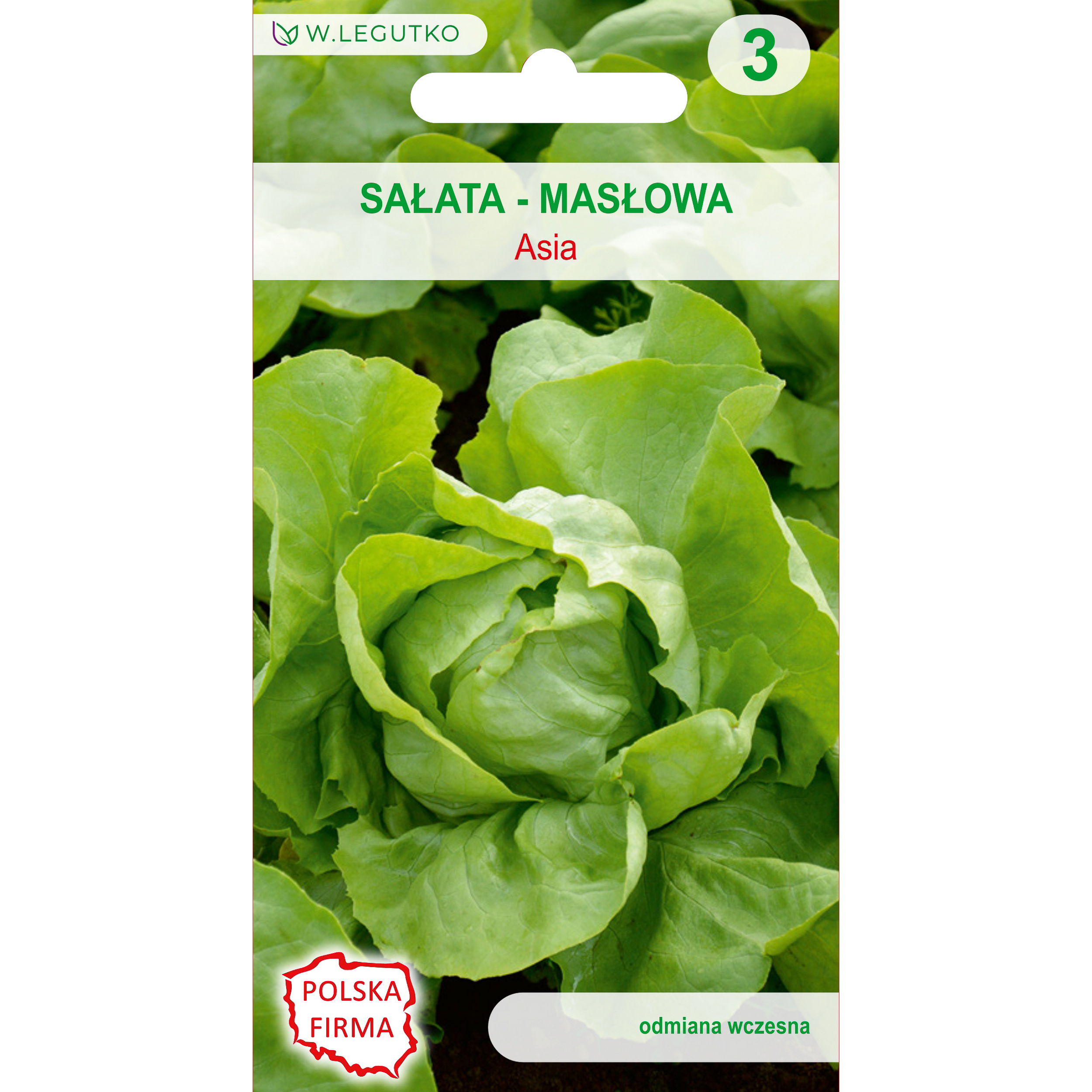 Sałata masłowa Asia nasiona W.Legutko