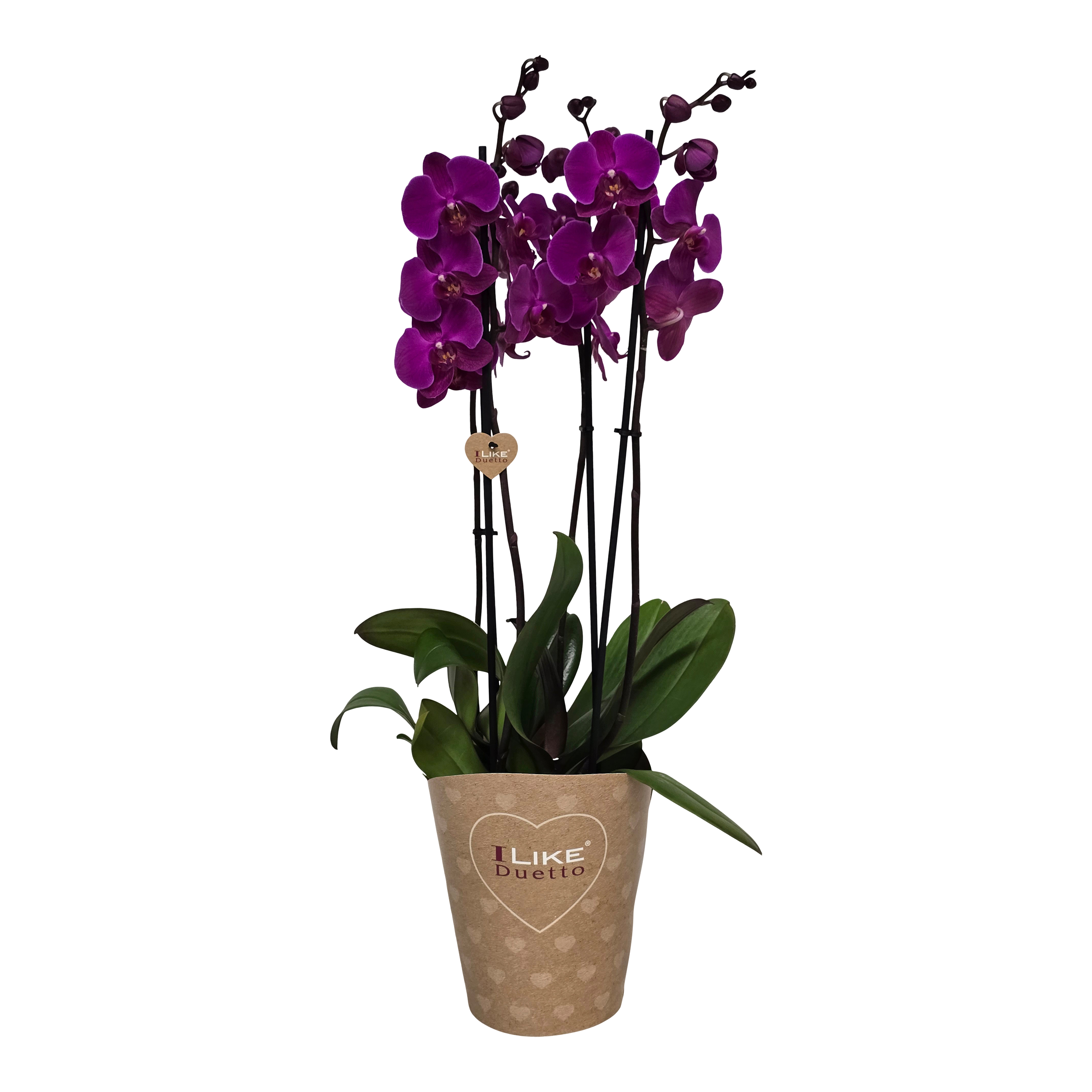 Storczyk Falenopsis Falenopsis 70 cm