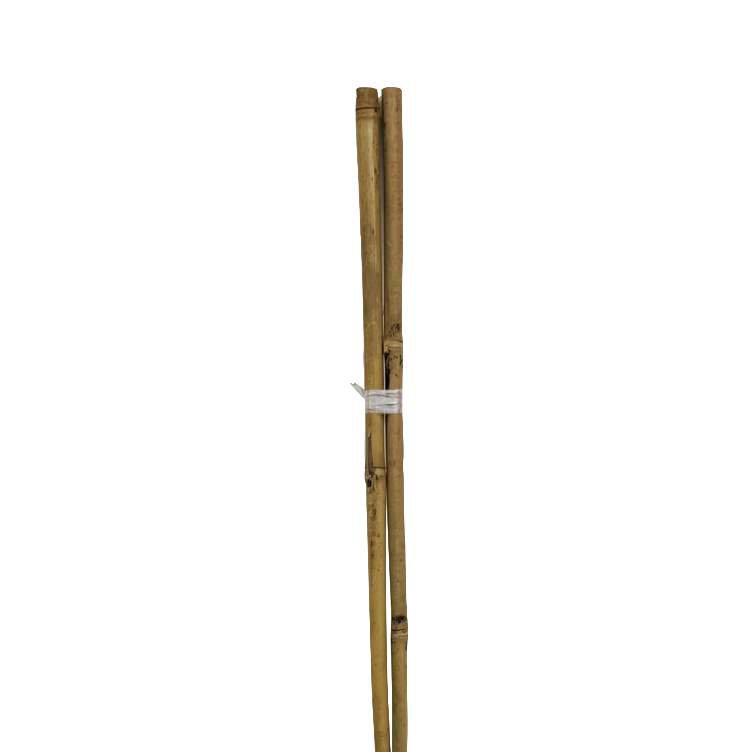 Tyczka podpórka bambusowa 14-16mm 150cm 2 szt.