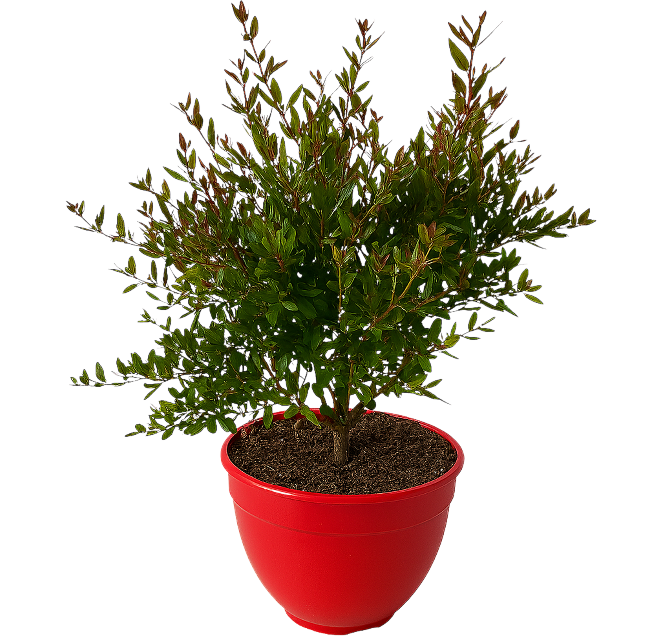 Granatowiec Punica granatum 40 cm
