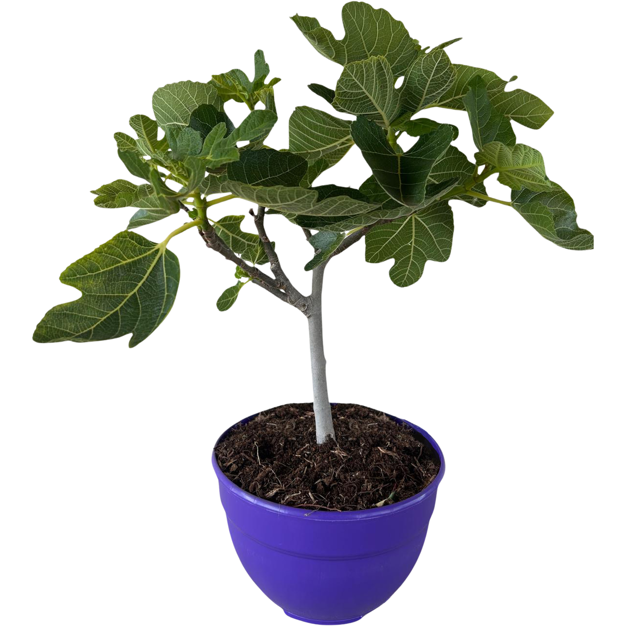 Figowiec pospolity Ficus carica 50 cm