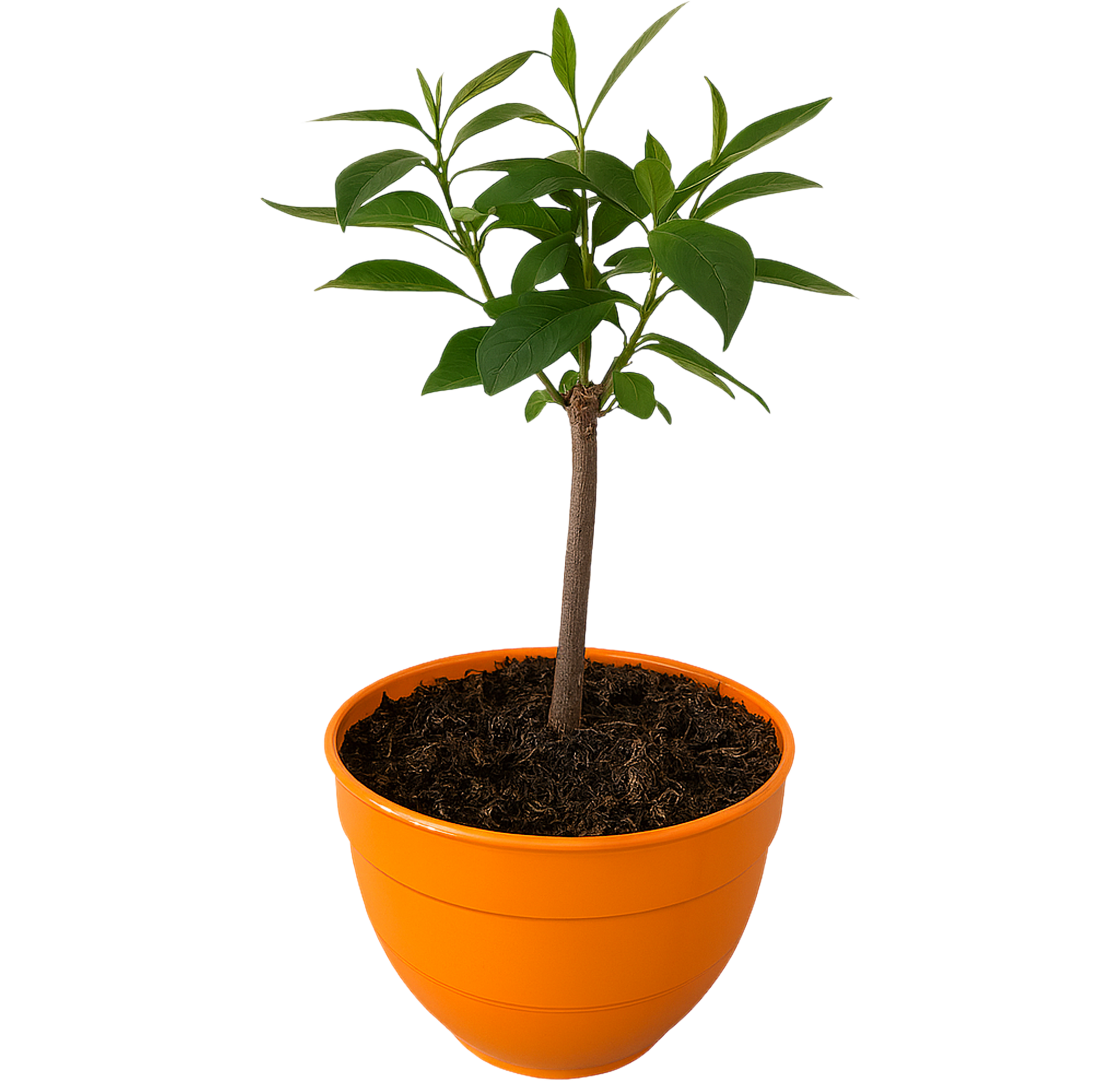 Hurma kaukaska Diospyros kaki 50 cm