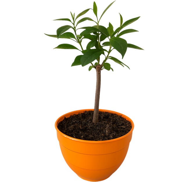 Hurma kaukaska diospyros kaki 50 cm 99011212