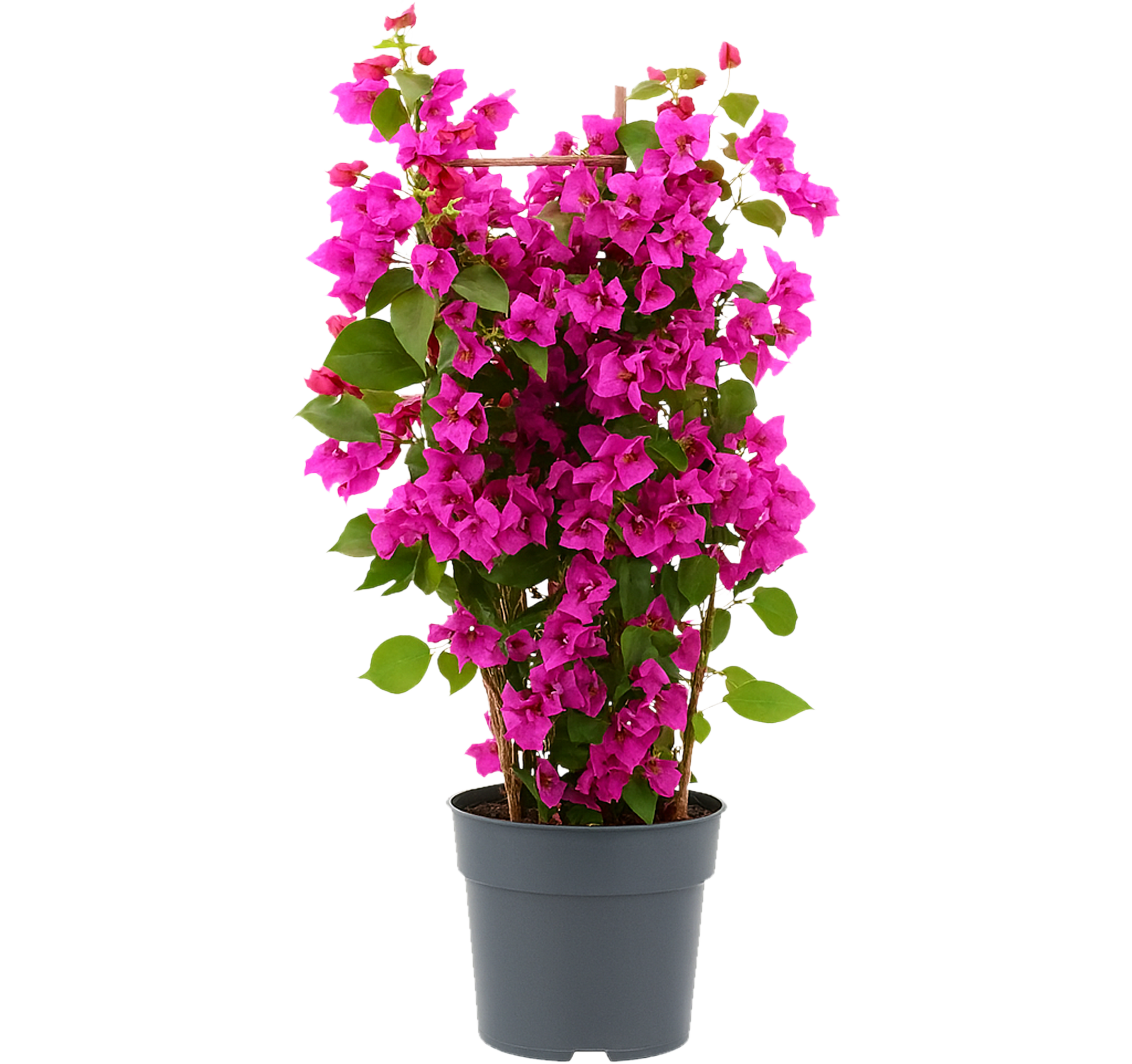 Bugenwilla Bougainvillea Sanderiana 65 cm