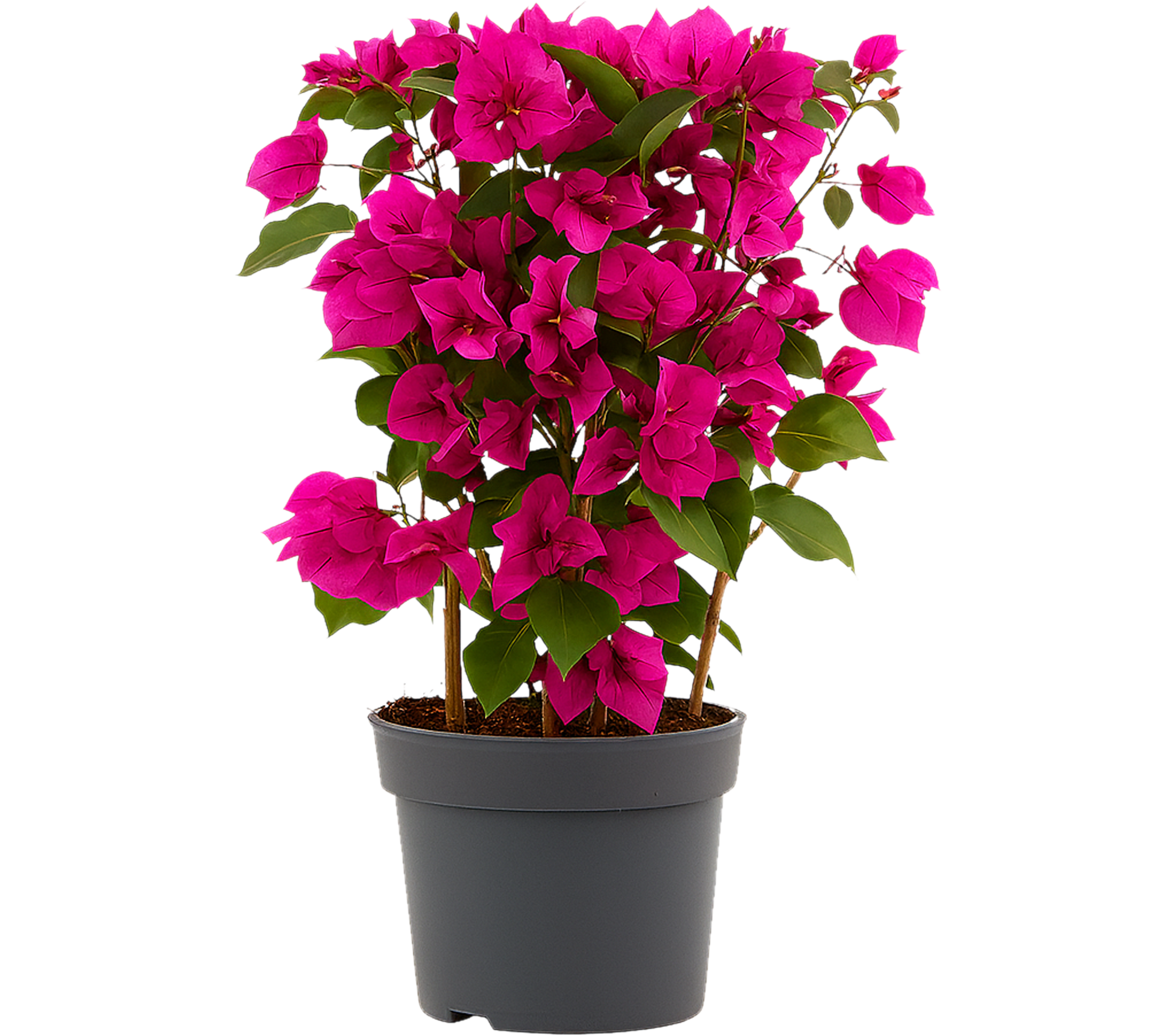 Bugenwilla Bougainvillea Sanderiana 40 cm