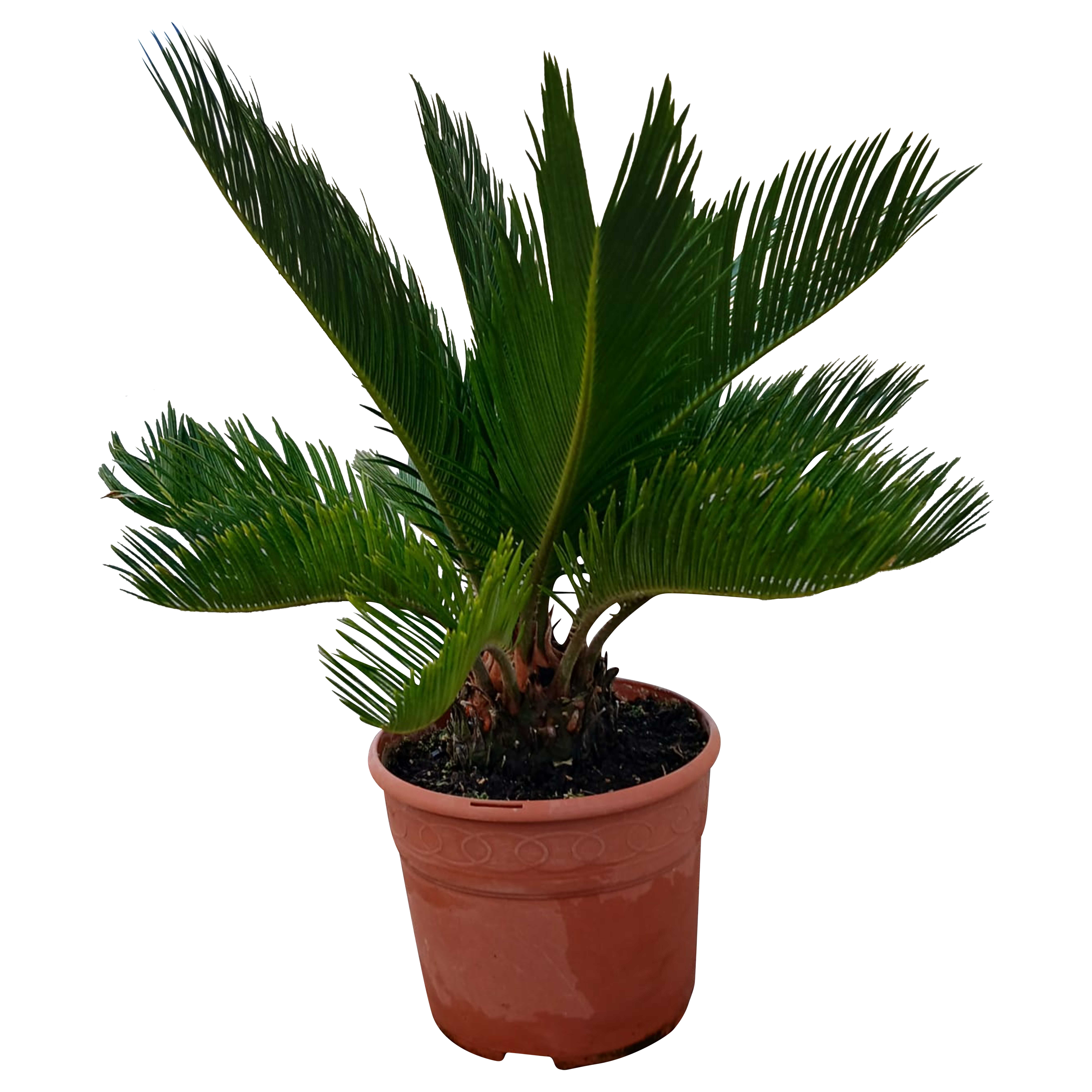 Sagowiec Cycas Revoluta 40 cm