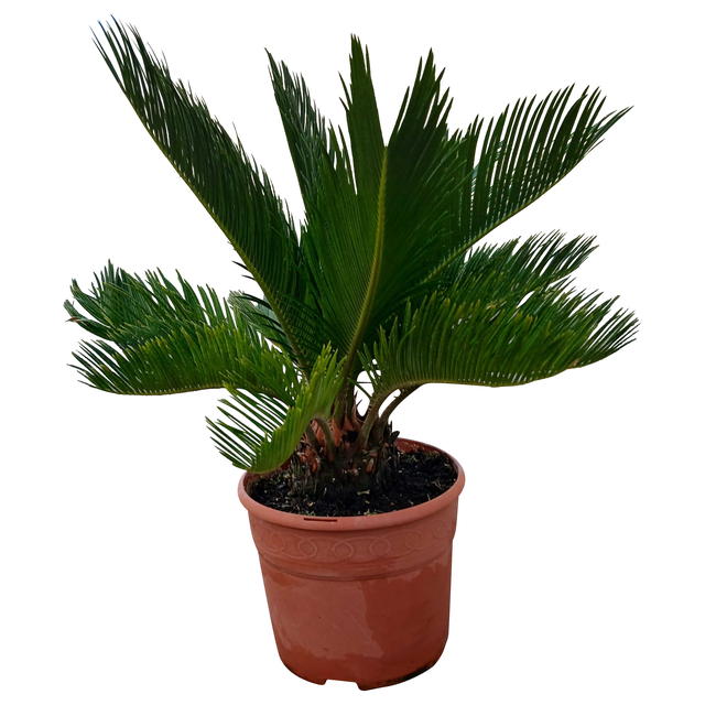 Sagowiec Cycas Revoluta 40 cm