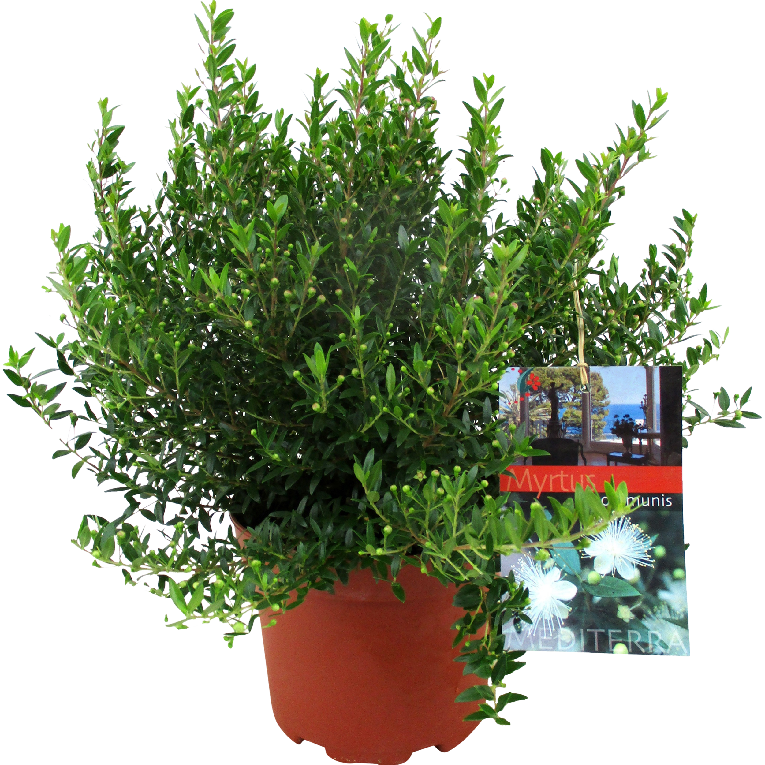 Mirt zwyczajny Myrtus communis 40 cm