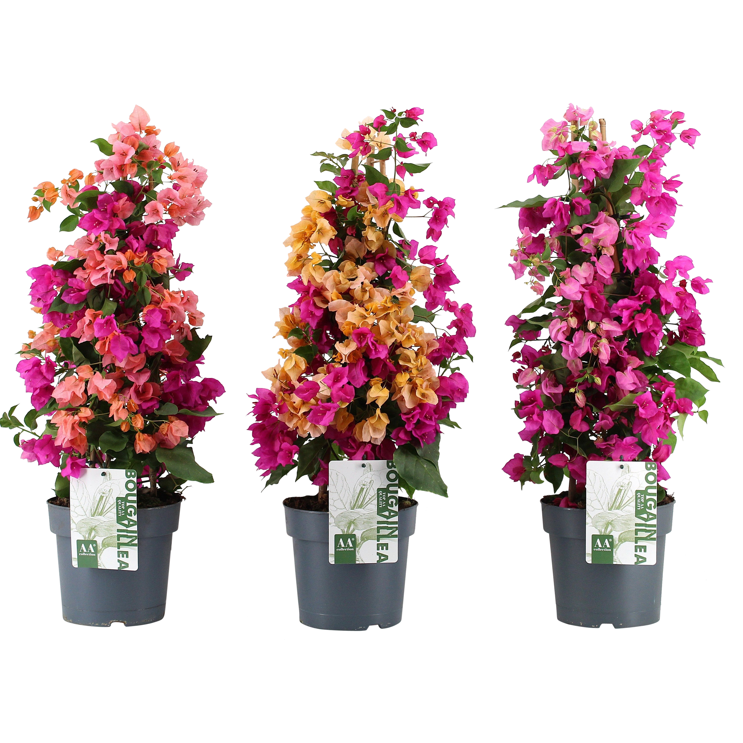 Bugenwilla Bougainvillea Carnaval 65 cm