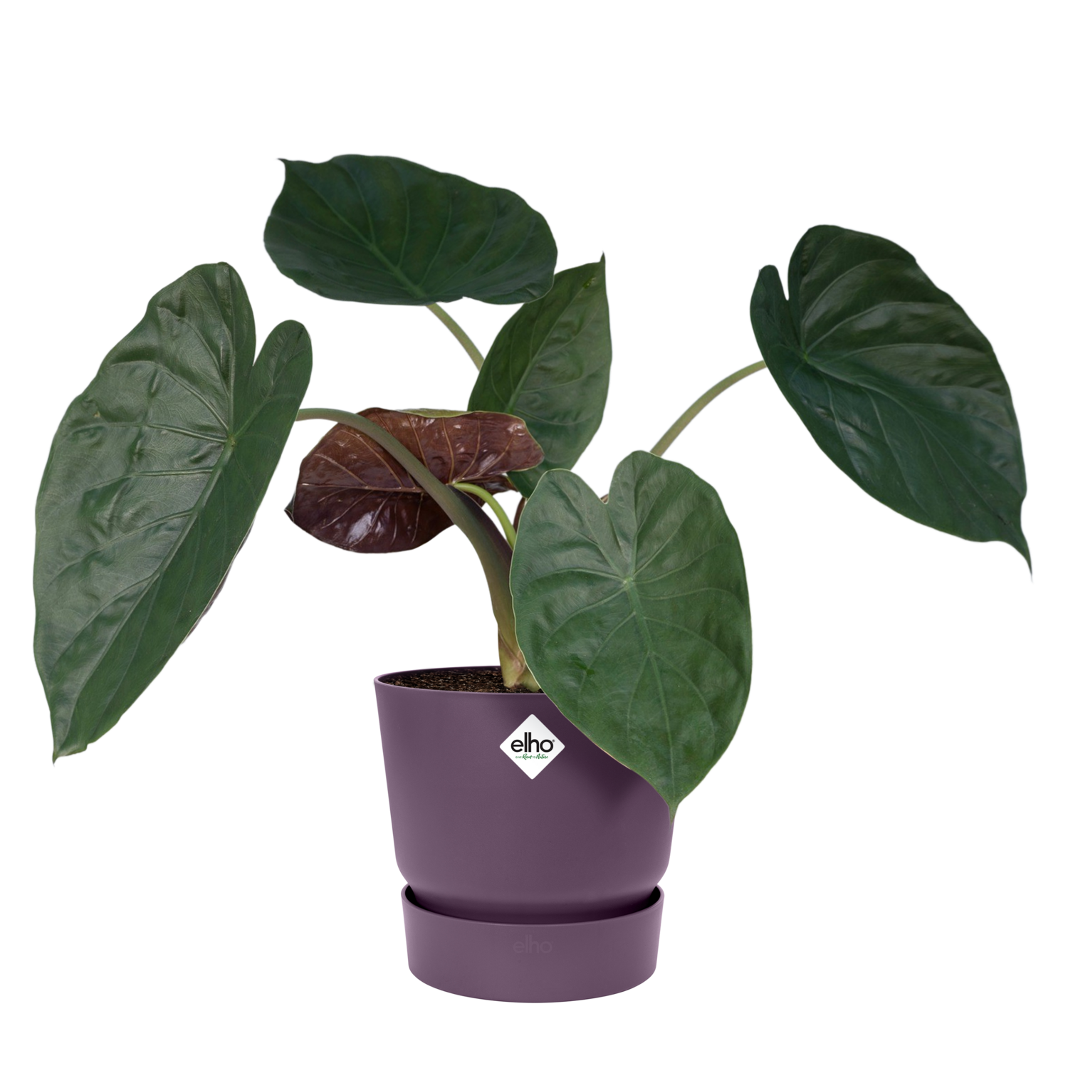 Pot à plante polypropylène à réserve d'eau ELHO Diam.20 L.19 x l.19.5 x H.18.4 c - 4