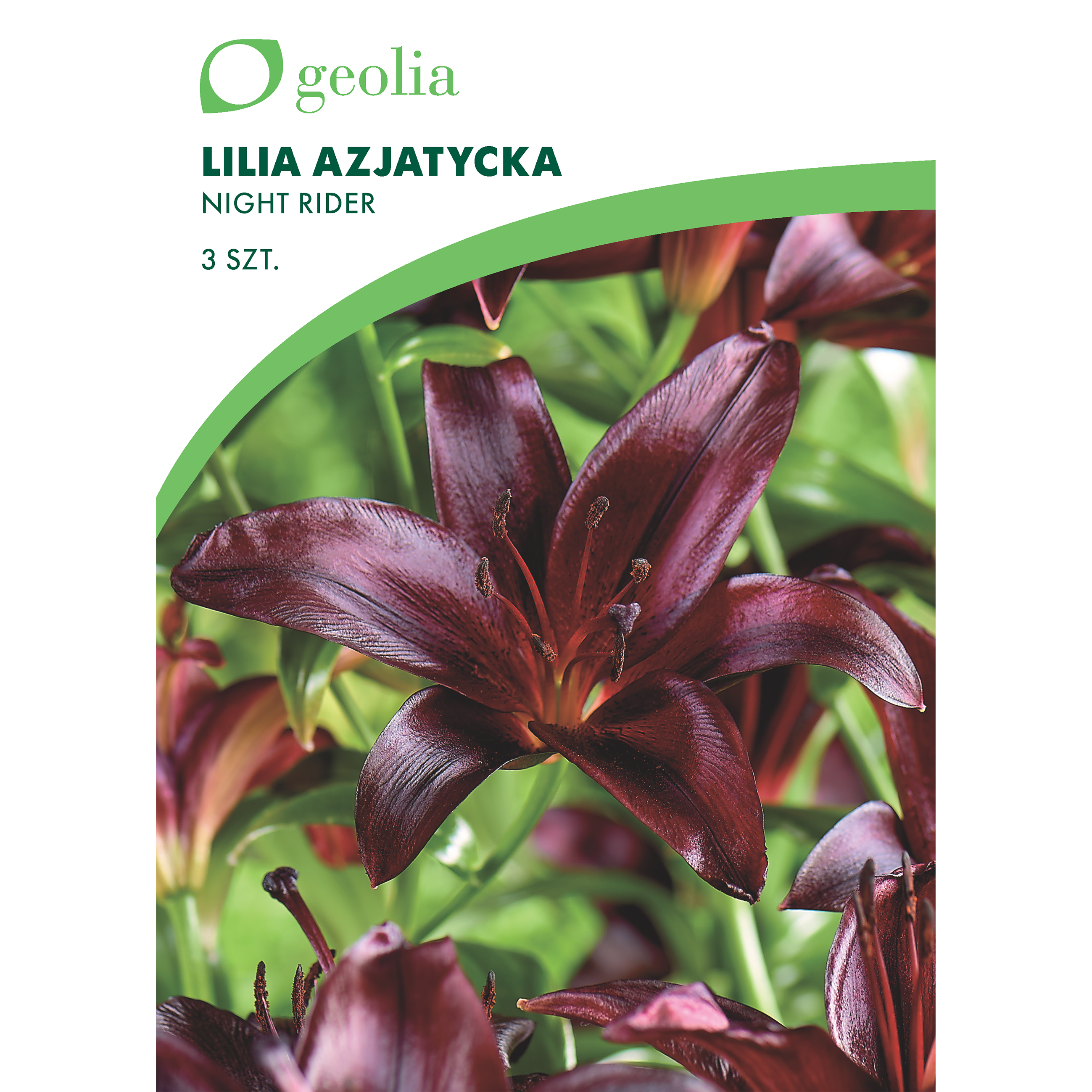 LILIES Night Rider