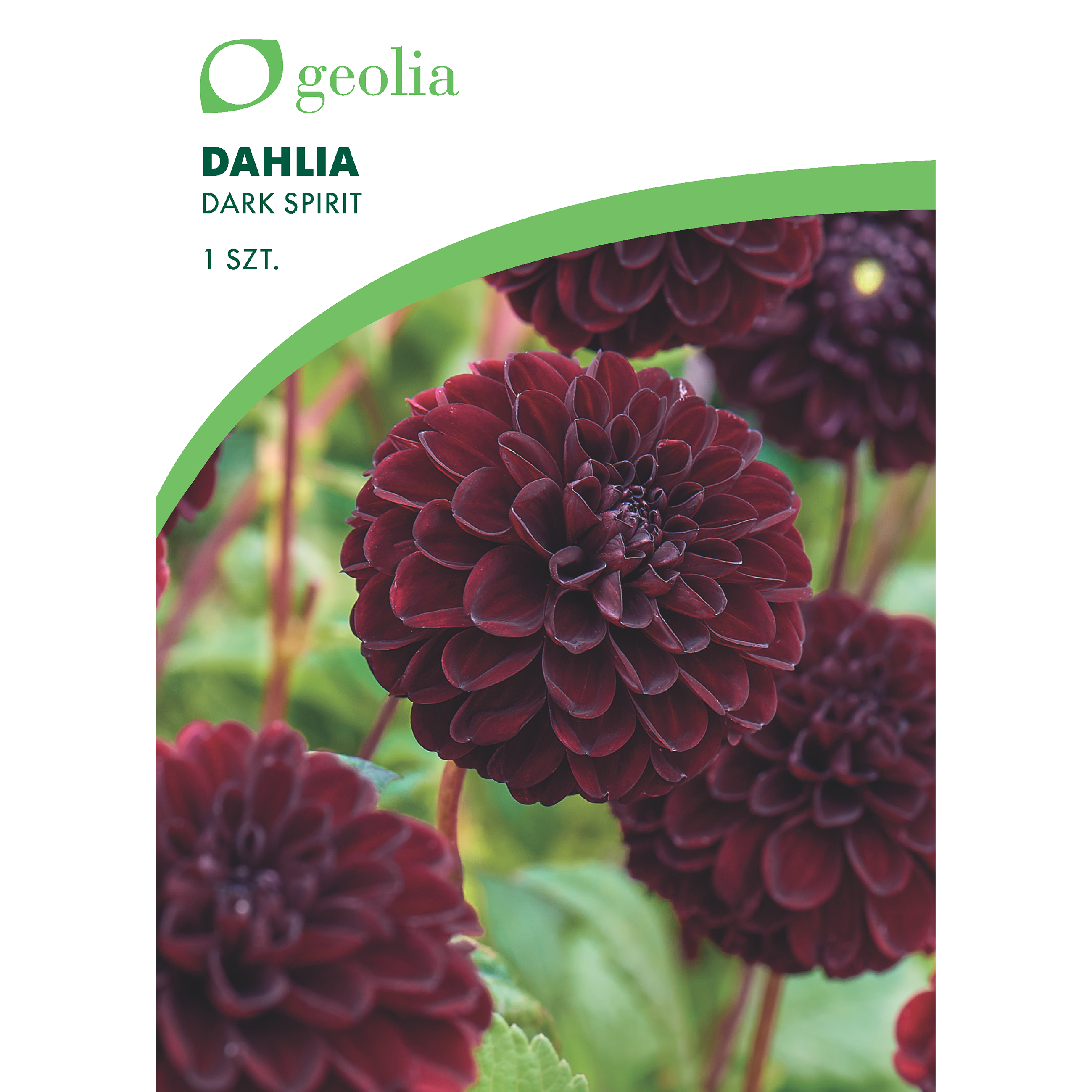 Cebulki kwiatów Dalia Dark Spirit 1 szt Geolia