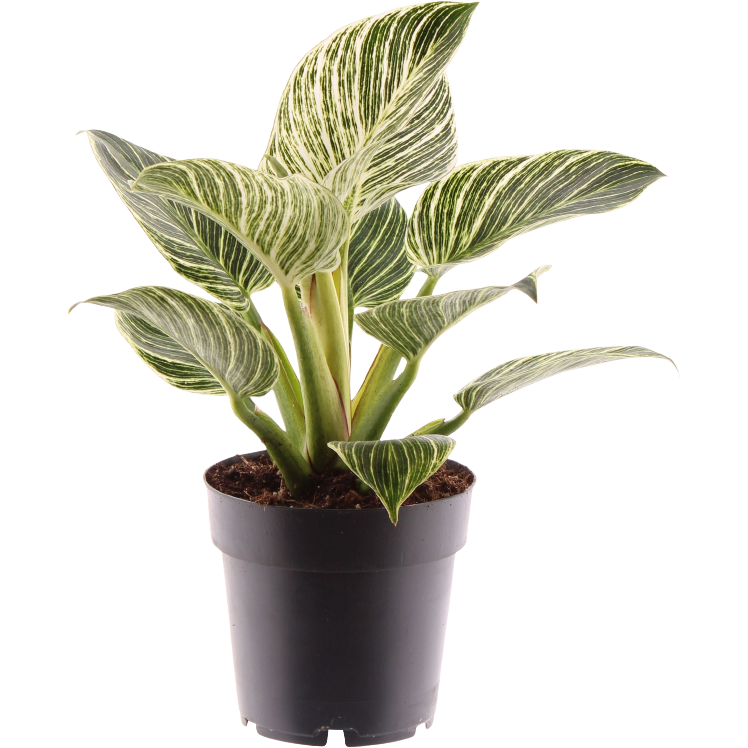 Filodendron mix 30-35 cm
