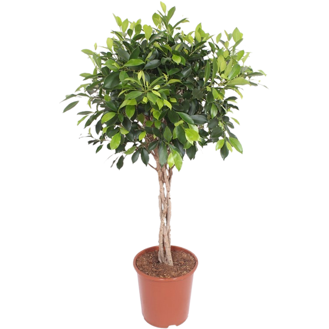 schneidebrett akazie oder bambus Schneidebrett aus Bambus – oecolife Shop main image 1