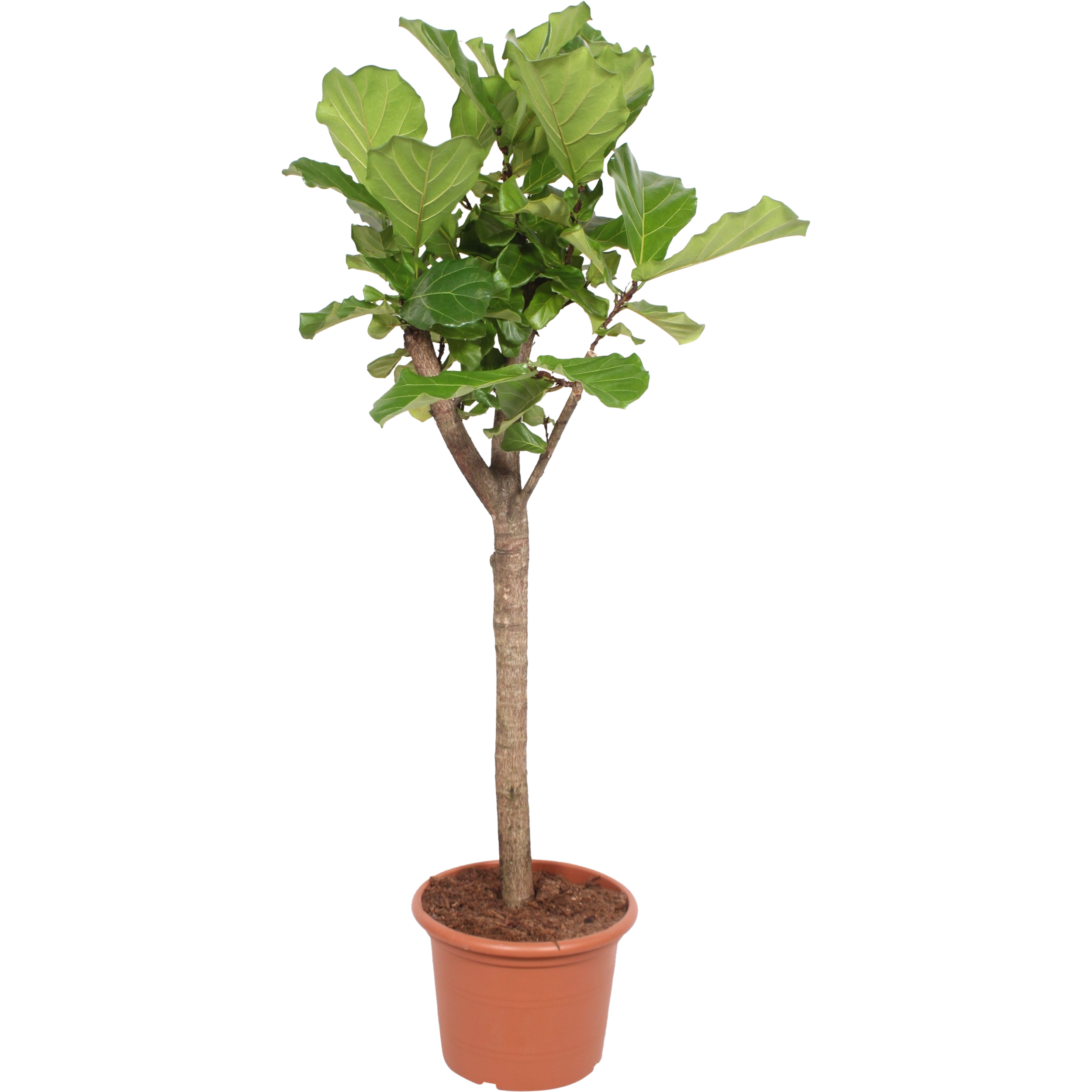 Fikus XXL 200-250 cm