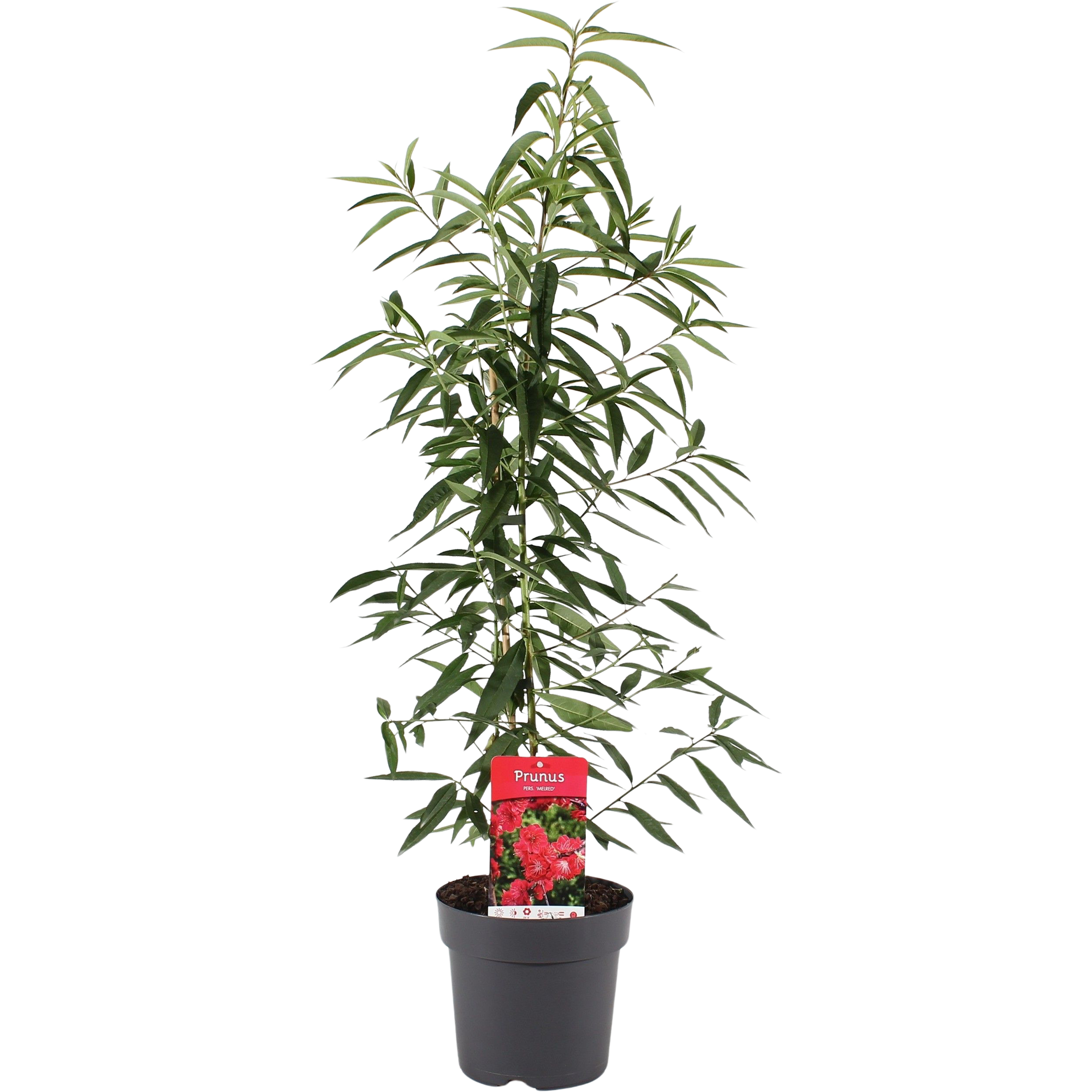 Brzoskwinia Melred 100-125 cm