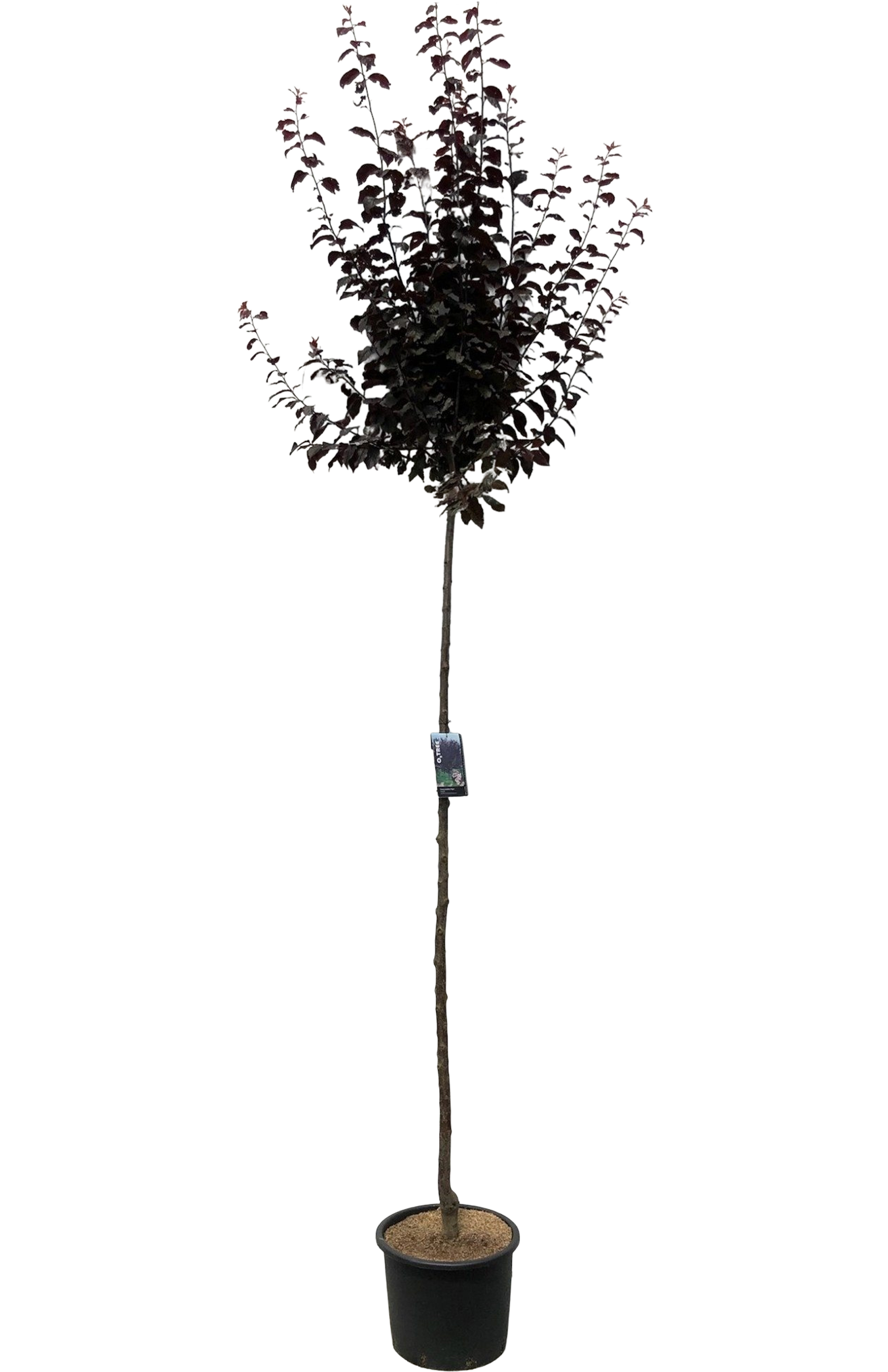 Śliwa wiśniowa Nigra 130 cm