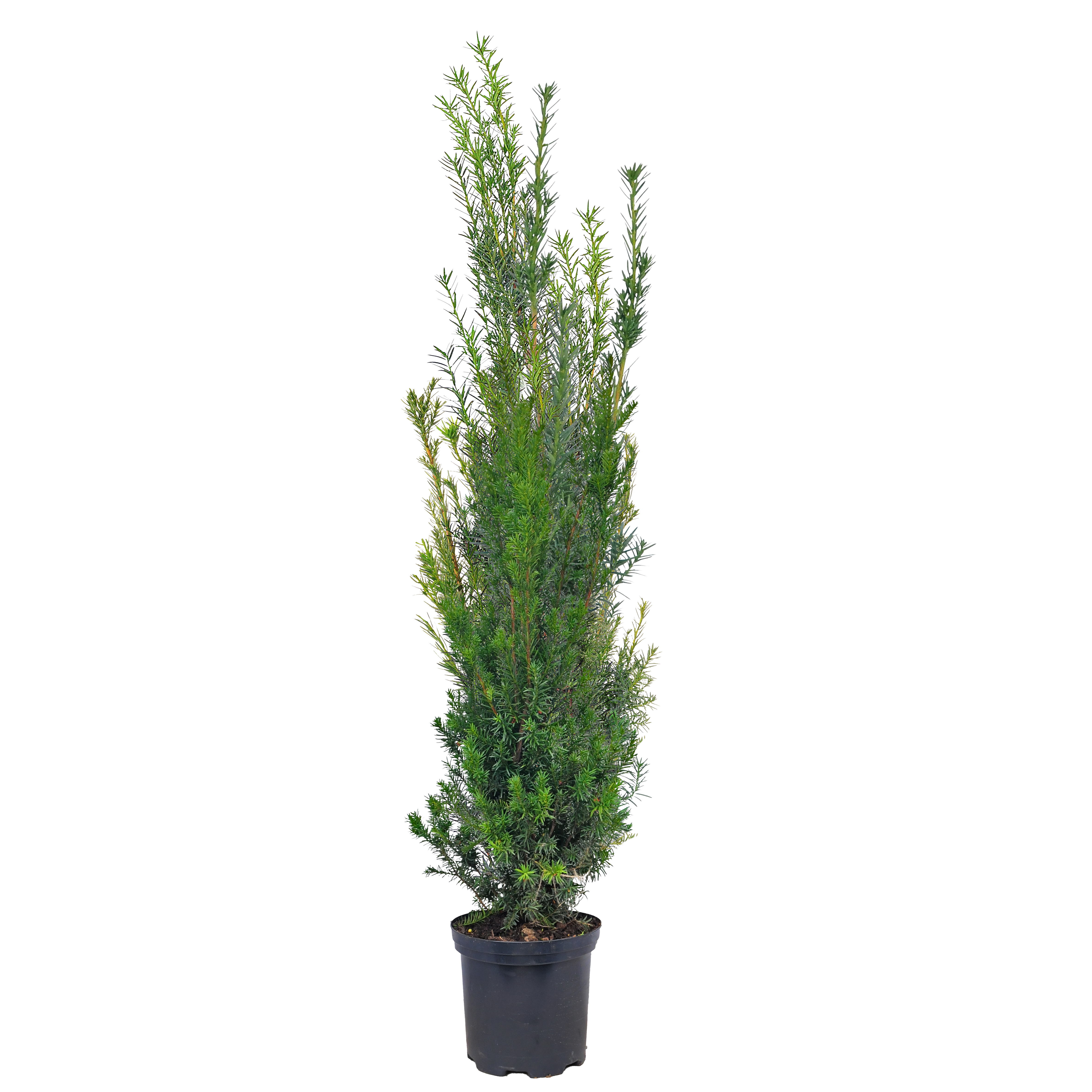 Cis pośredni Hicksii 120 cm