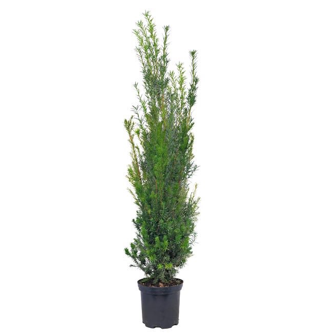 Cis posredni hicksii 120 cm 78712161