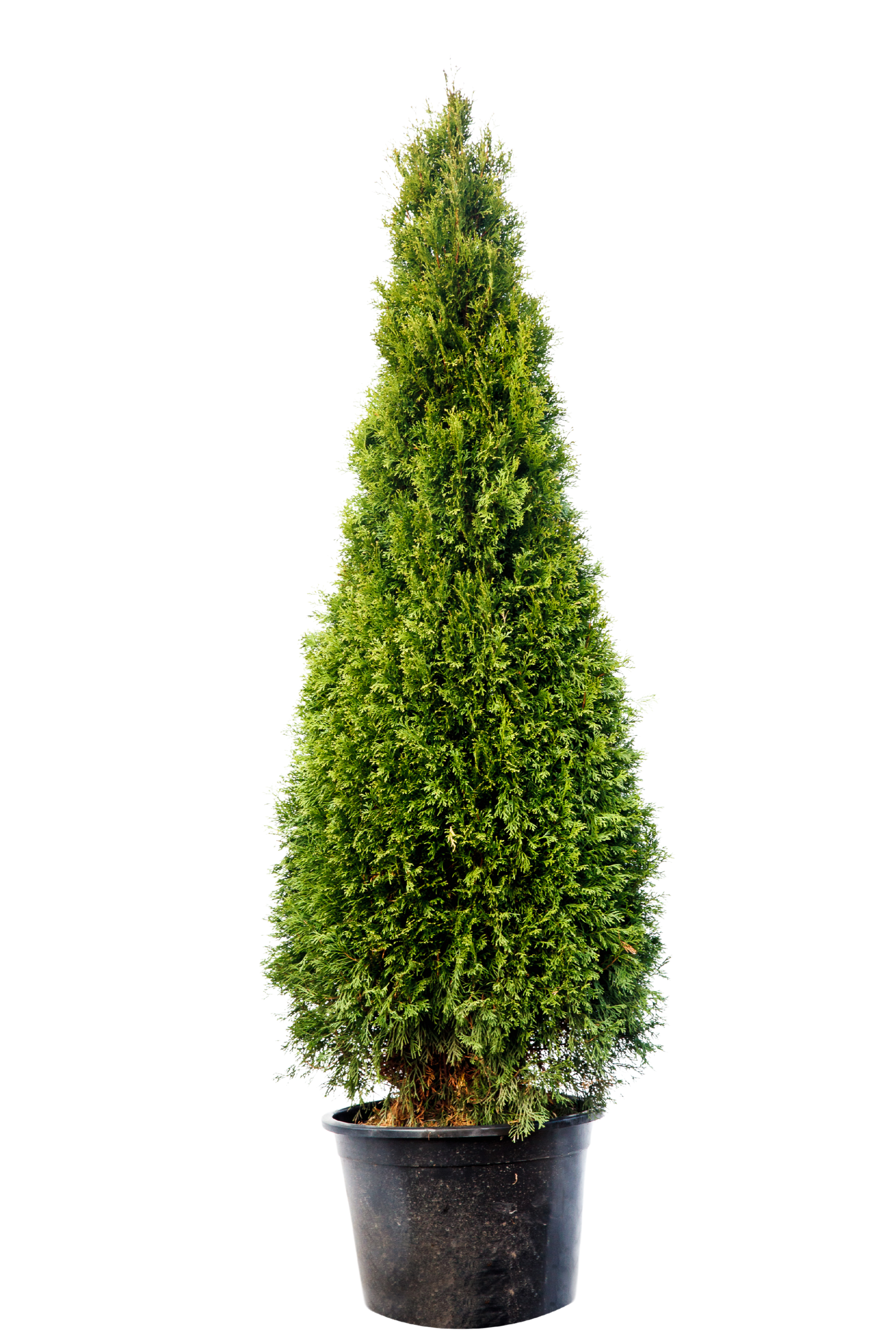 Thuja szmaragdowa Żywotnik zachodni Smaragd 100-120 cm