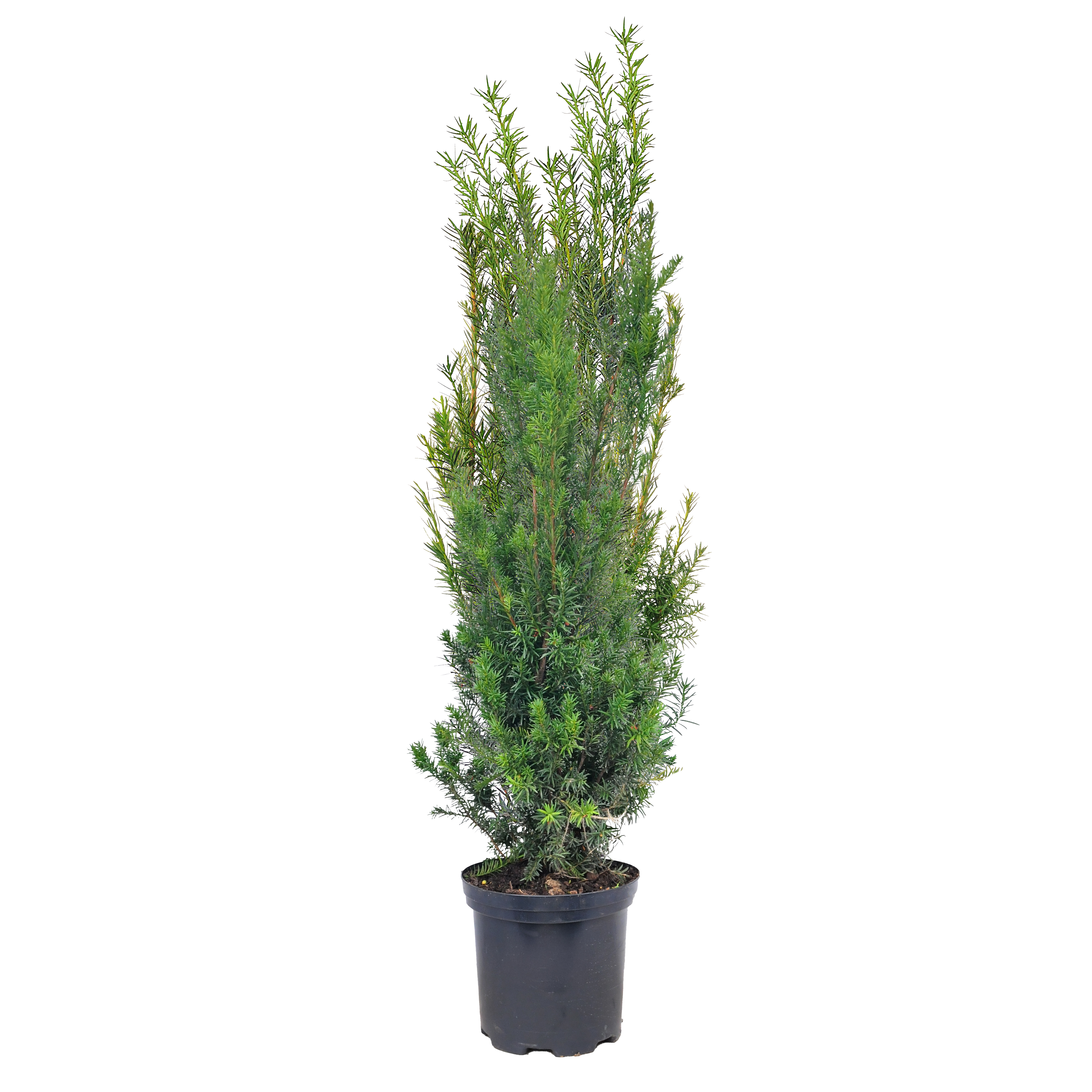 Cis pośredni Hicksii 100 cm