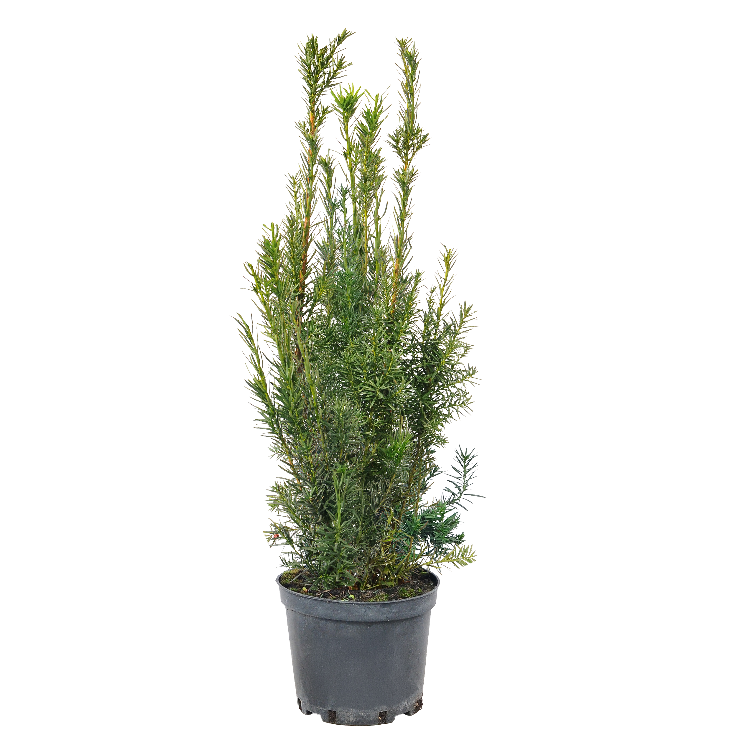 Cis pośredni Hicksii 60 cm