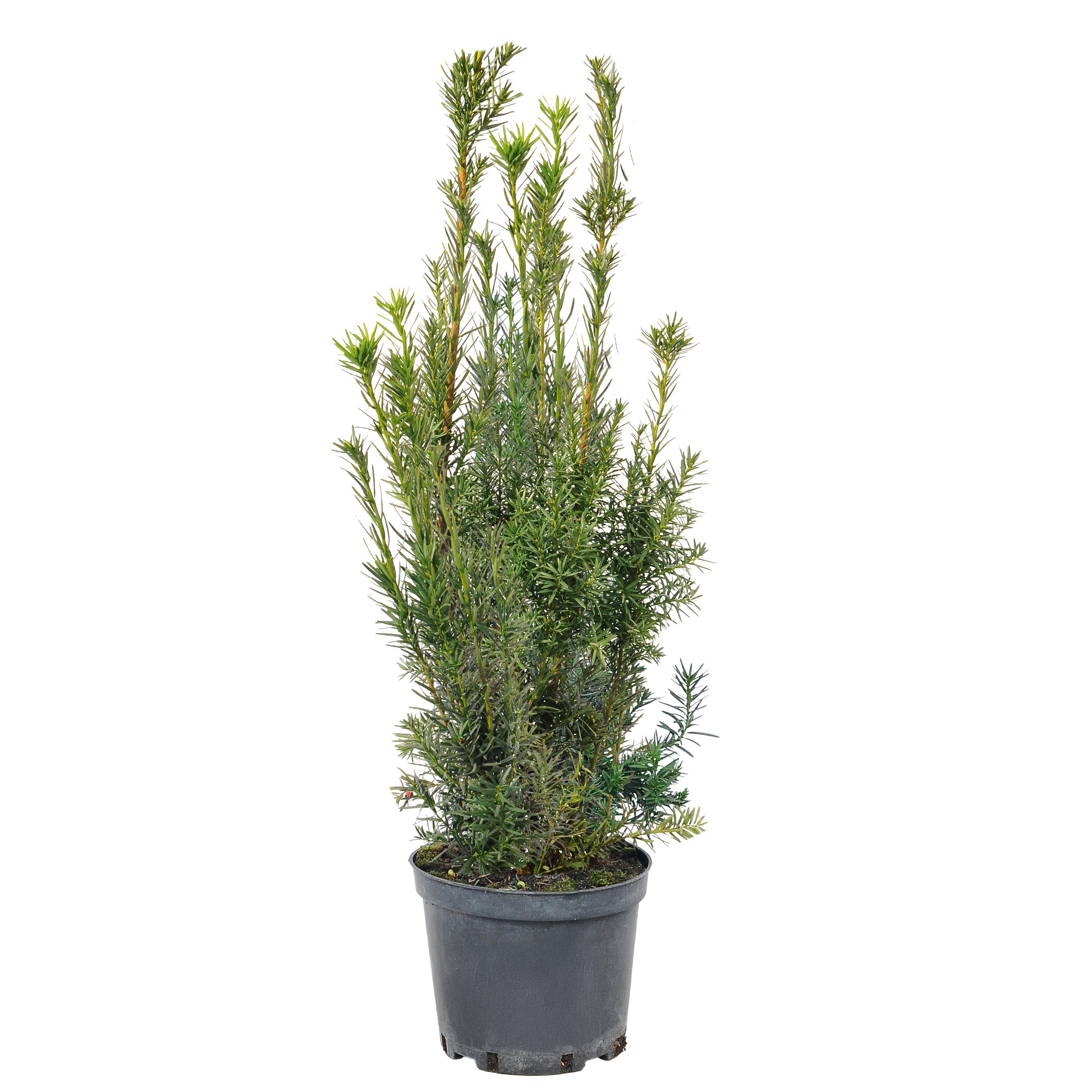 Cis pośredni Hicksii 80 cm