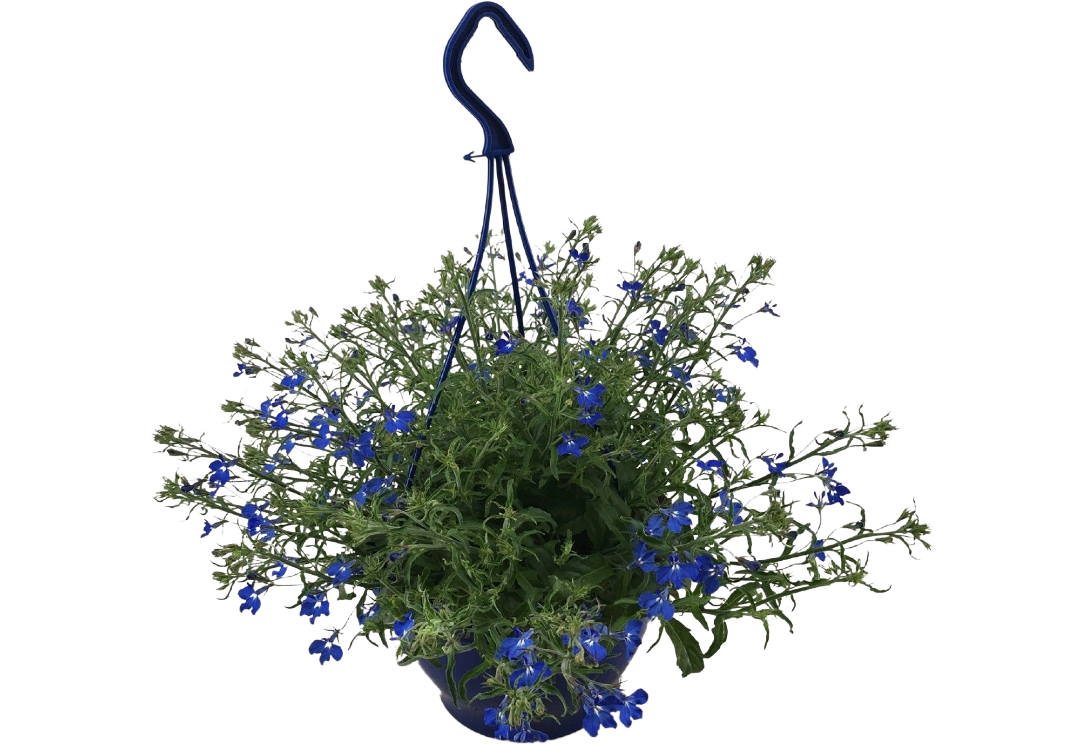 Lobelia niebieska wisząca 35 cm