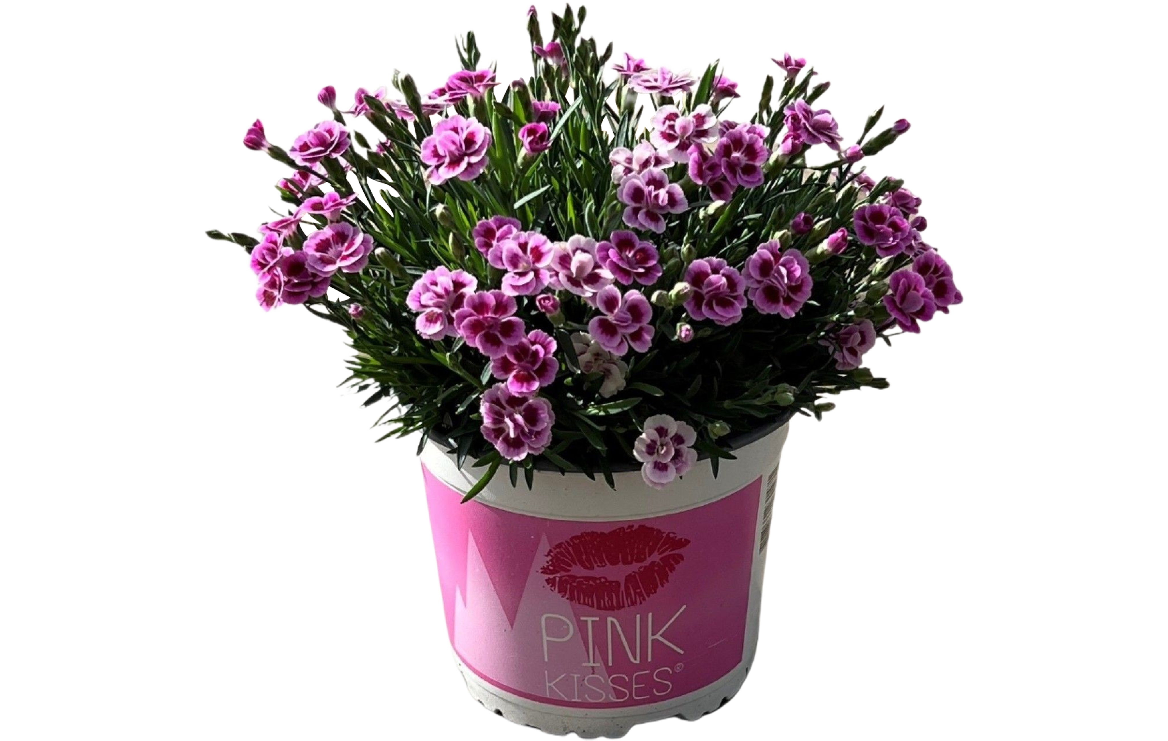 Goździk Pink Kisses 40 cm