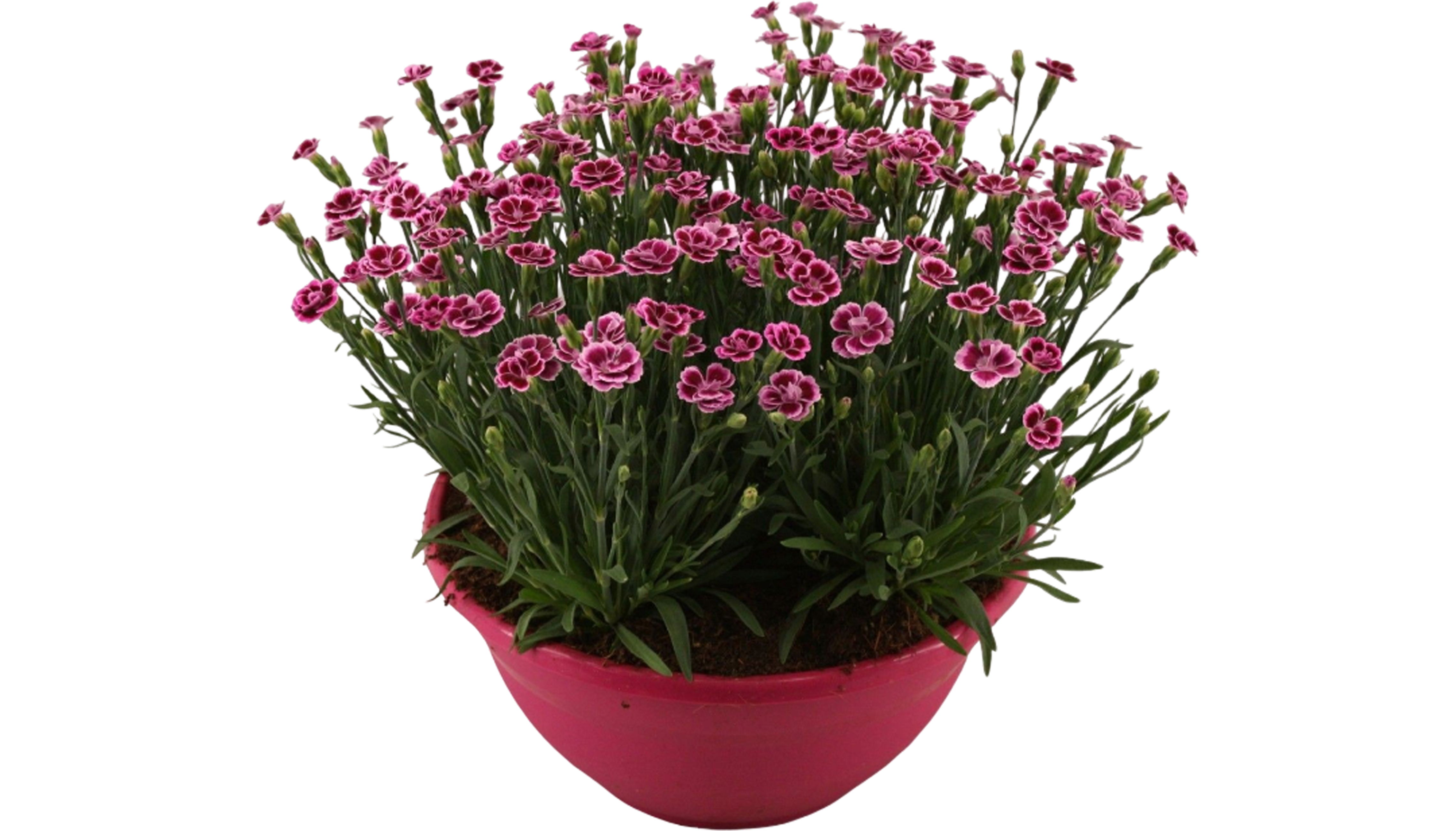 Goździk Pink Kisses w misie 35 cm