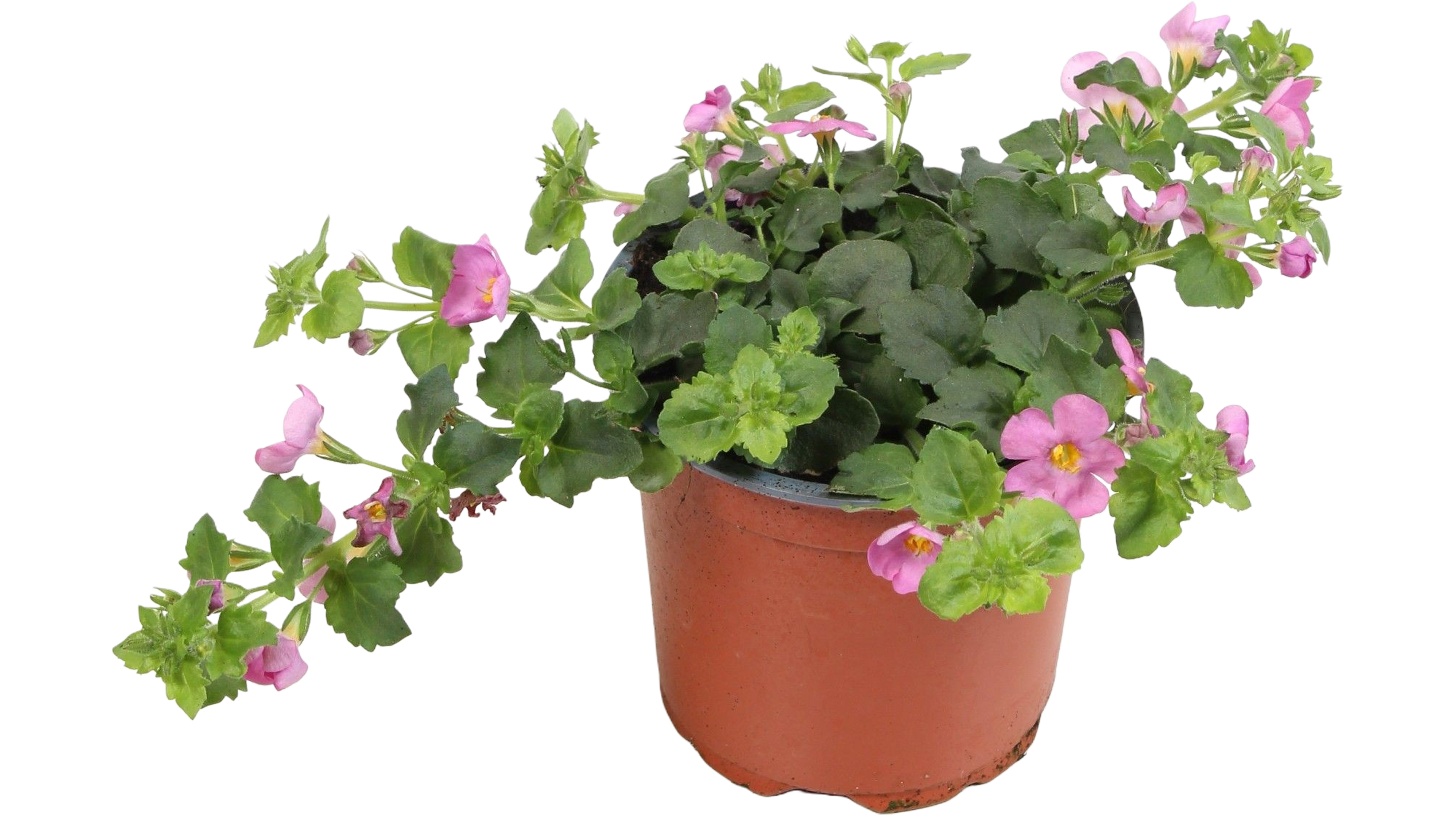 Bakopa Copa Rose 10-15 cm