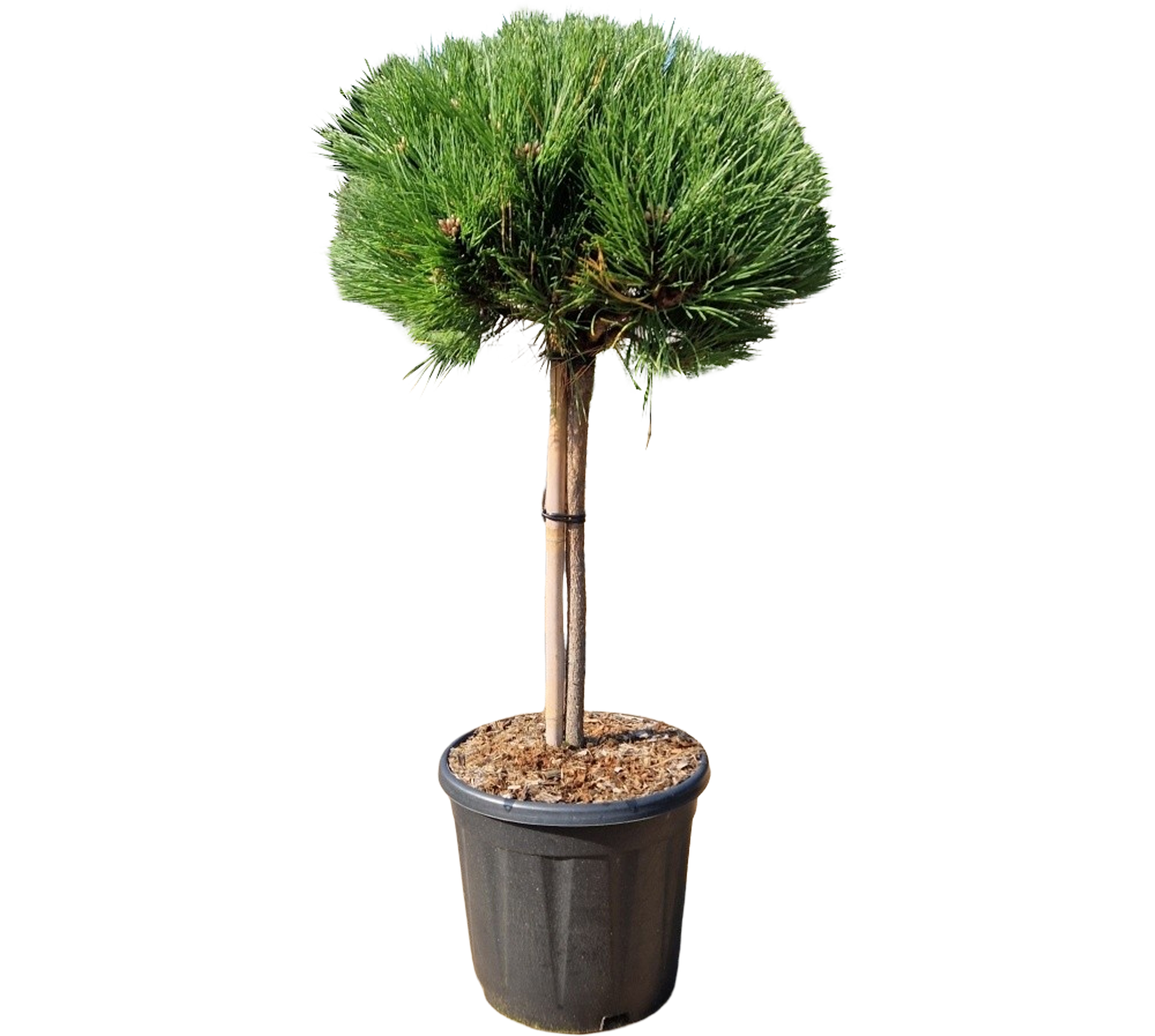 Sosna czarna Marie Bregeon 100 cm