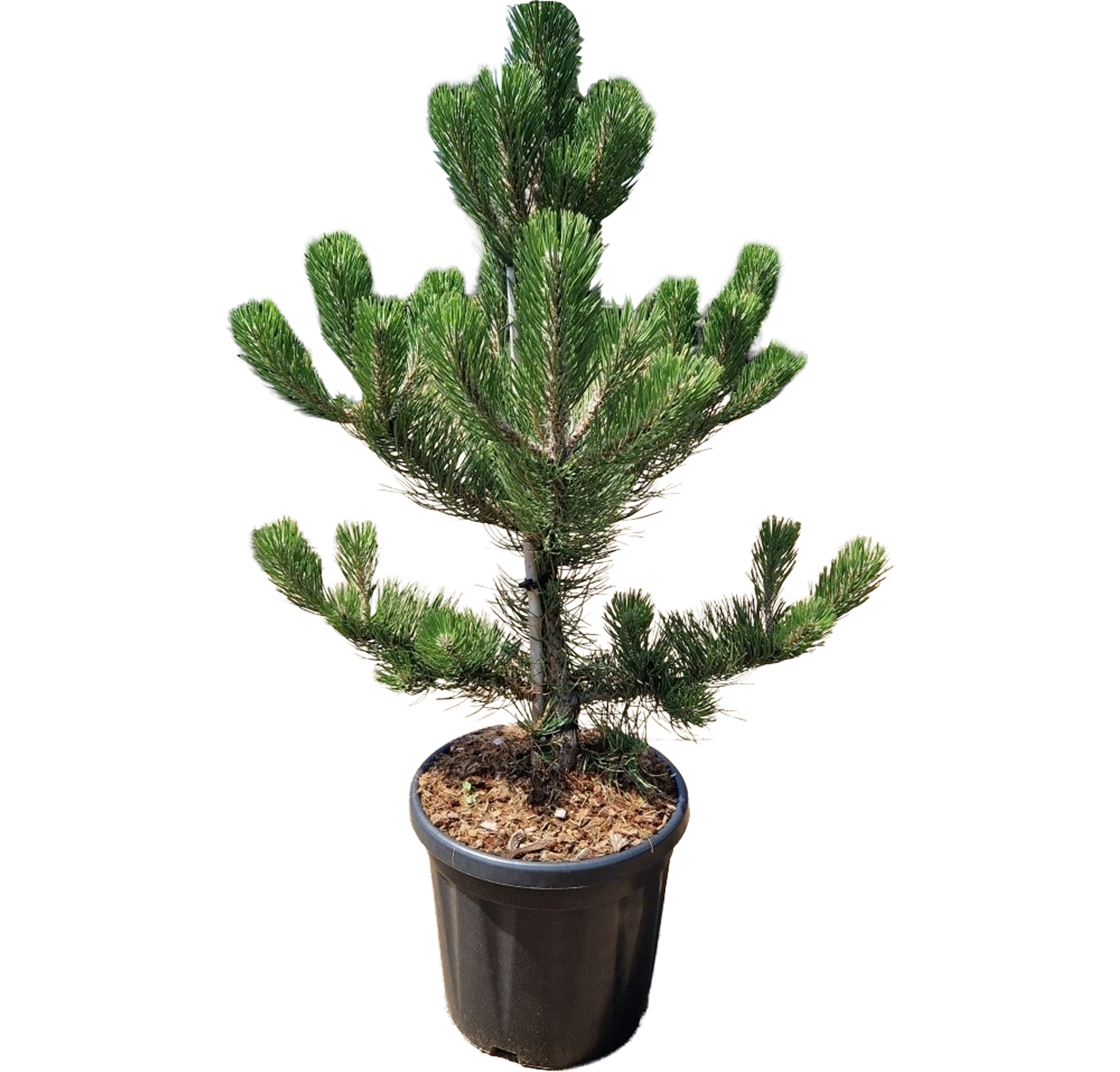 Sosna czarna Oregon Green 100 cm
